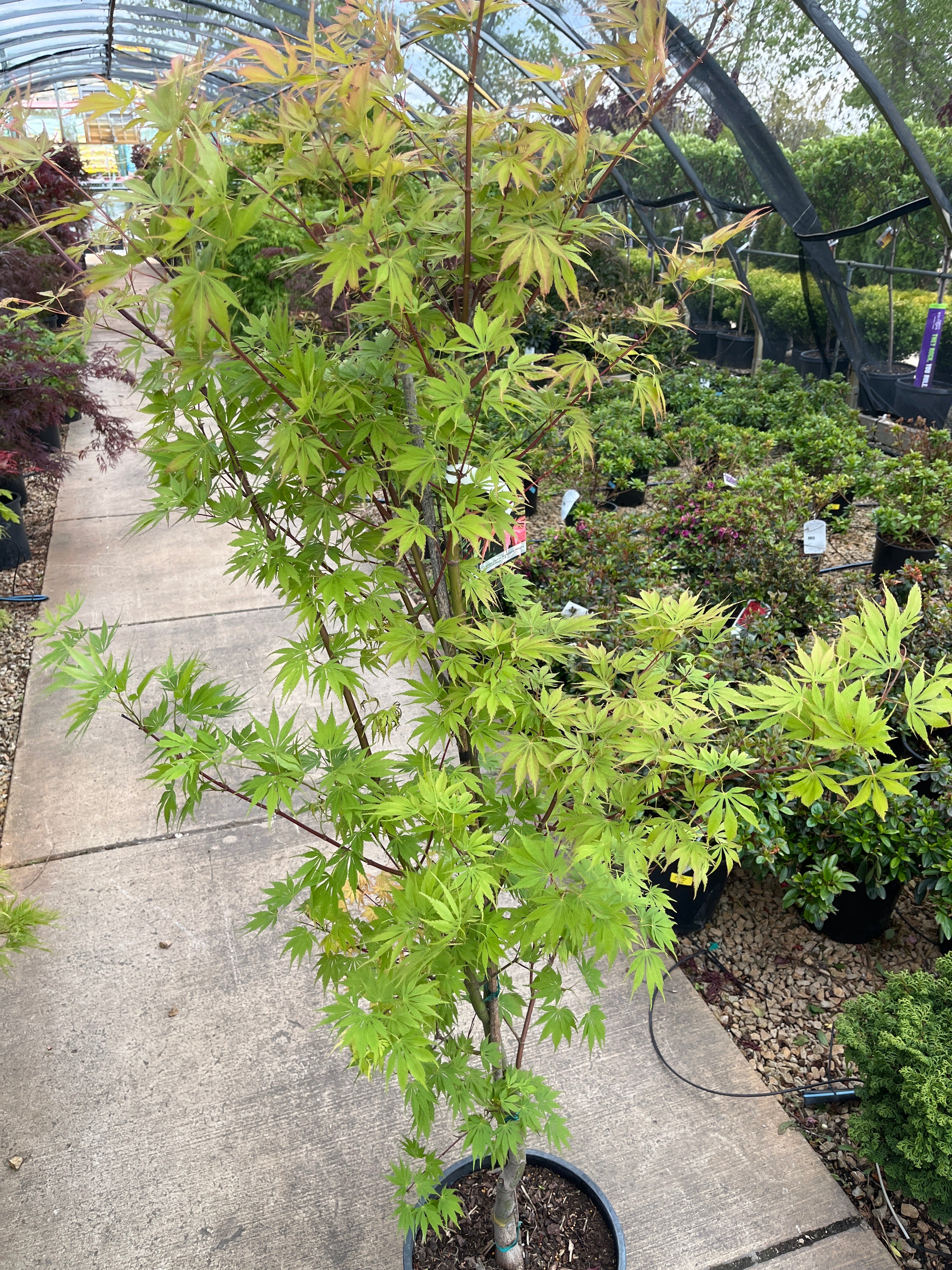 Orange Flame Japanese Maple - Acer palmatum - Potted Tree (Multiple Sizes) - Image 7