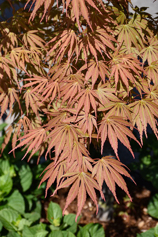 Orange Flame Japanese Maple - Acer palmatum - Potted Tree (Multiple Sizes) - Image 8