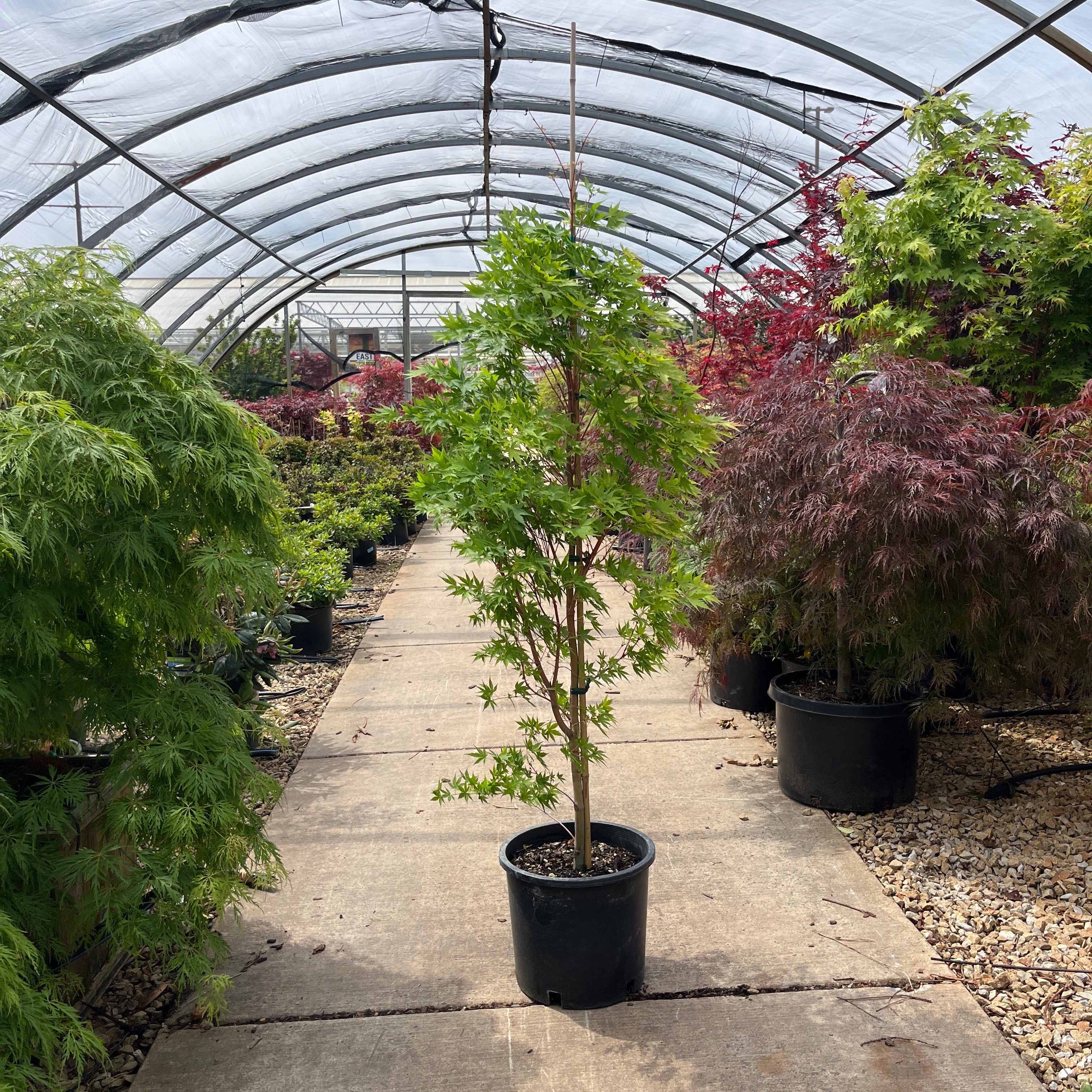 Sango Kaku Japanese Maple - Acer palmatum ‘Coral Bark’ - Potted Tree (Multiple Sizes)