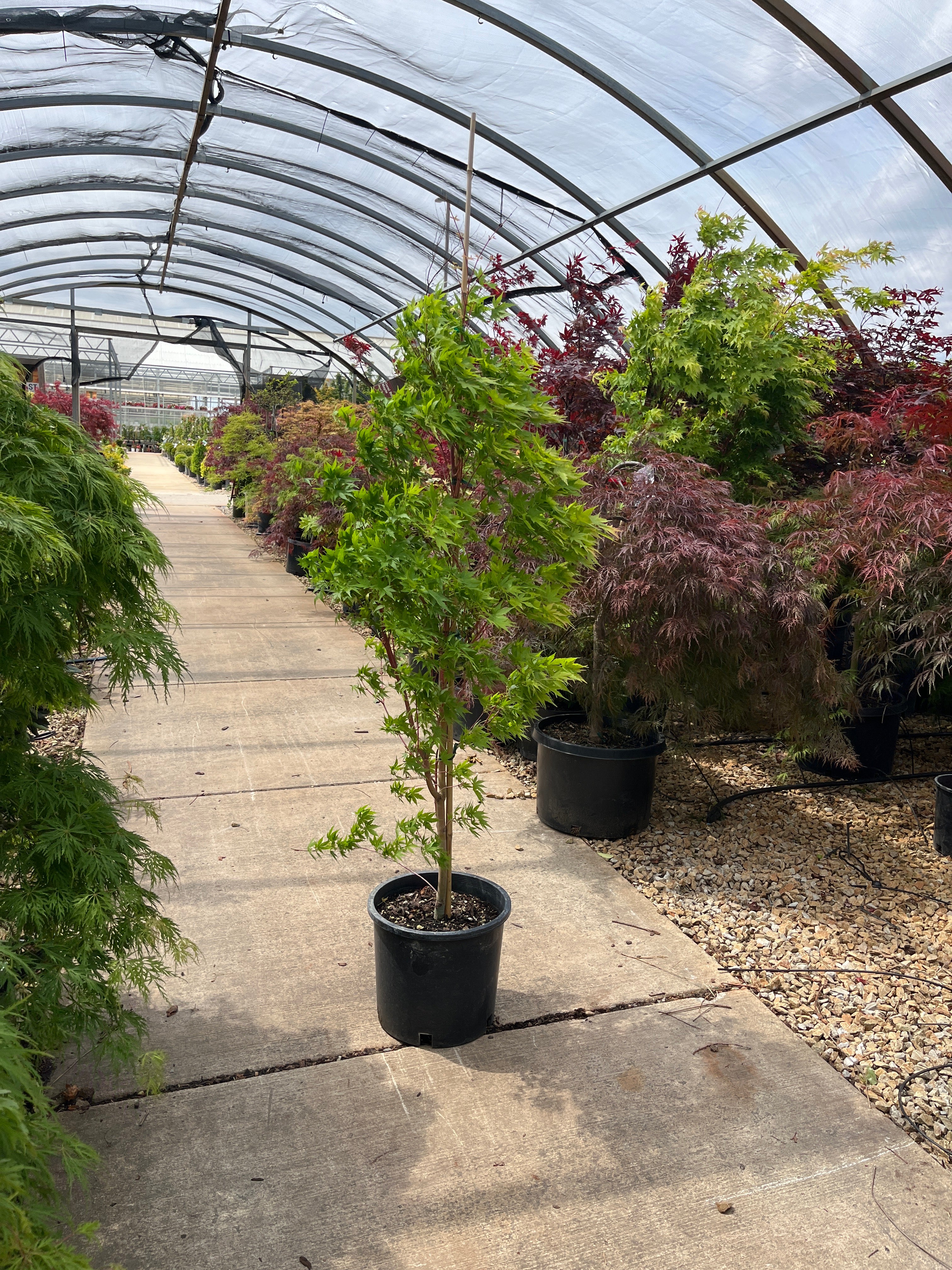 Sango Kaku Japanese Maple - Acer palmatum ‘Coral Bark’ - Potted Tree (Multiple Sizes) - Image 2