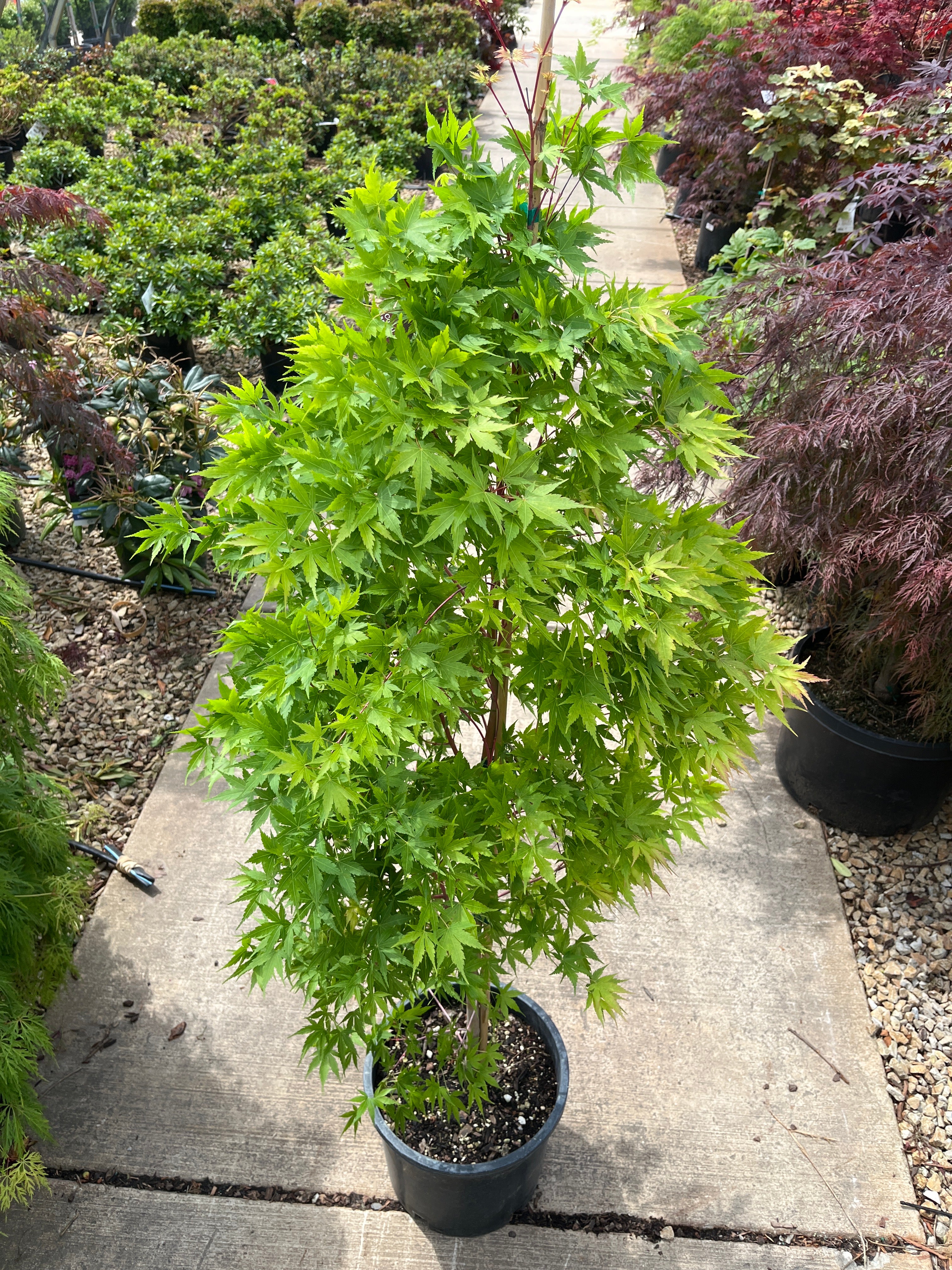Sango Kaku Japanese Maple - Acer palmatum ‘Coral Bark’ - Potted Tree (Multiple Sizes) - Image 3