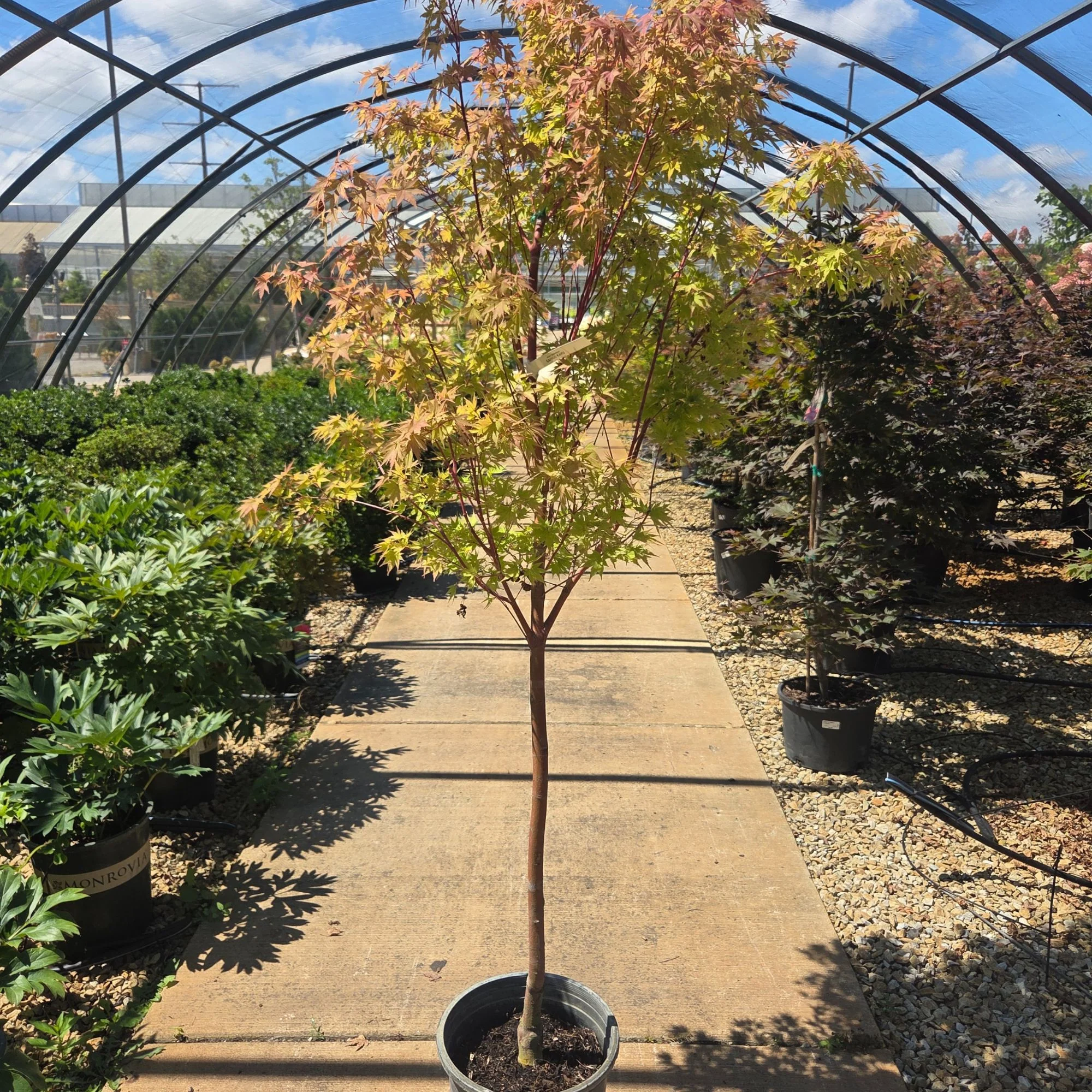 Sango Kaku Japanese Maple - Acer palmatum ‘Coral Bark’ - Potted Tree (Multiple Sizes) - Image 4