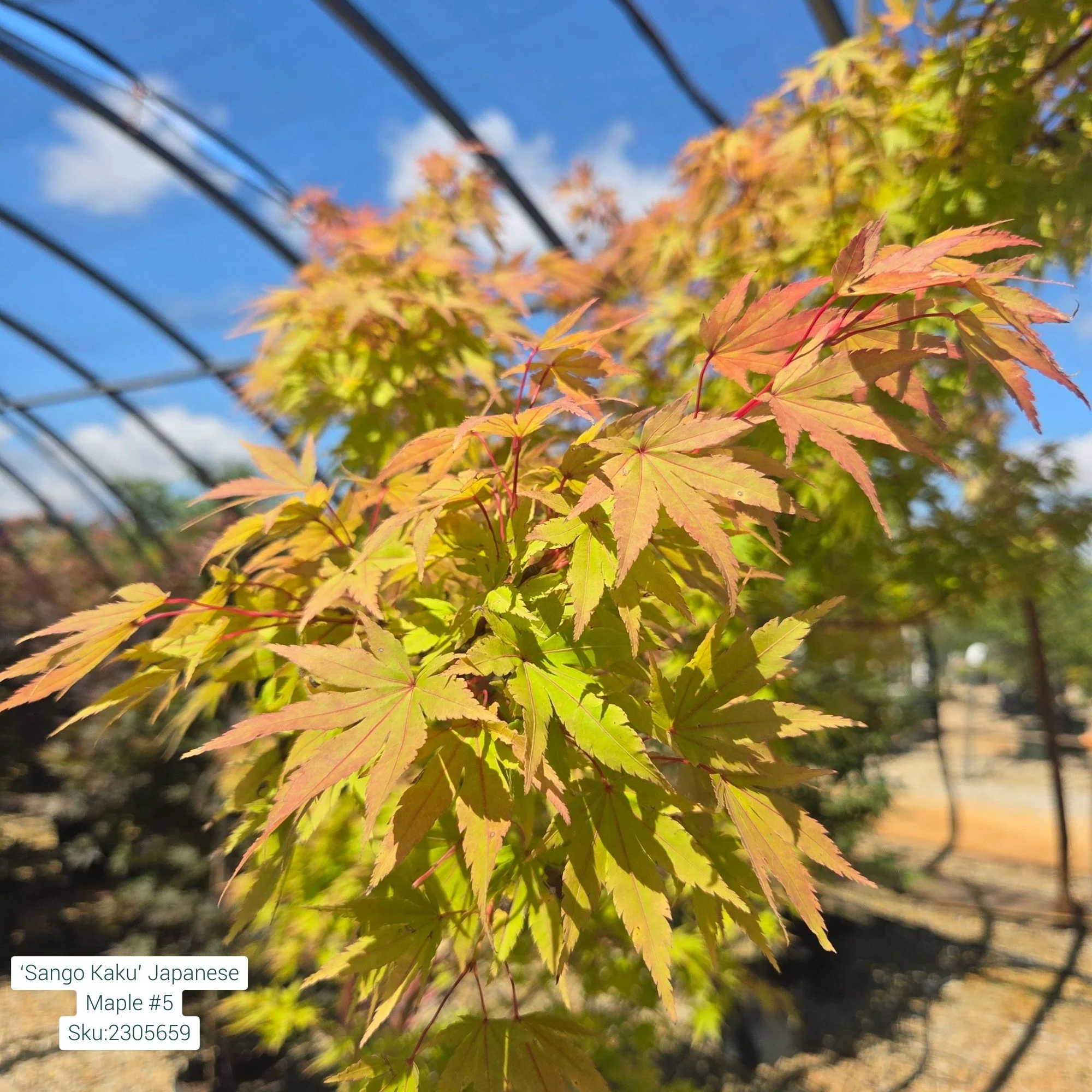 Sango Kaku Japanese Maple - Acer palmatum ‘Coral Bark’ - Potted Tree (Multiple Sizes) - Image 5