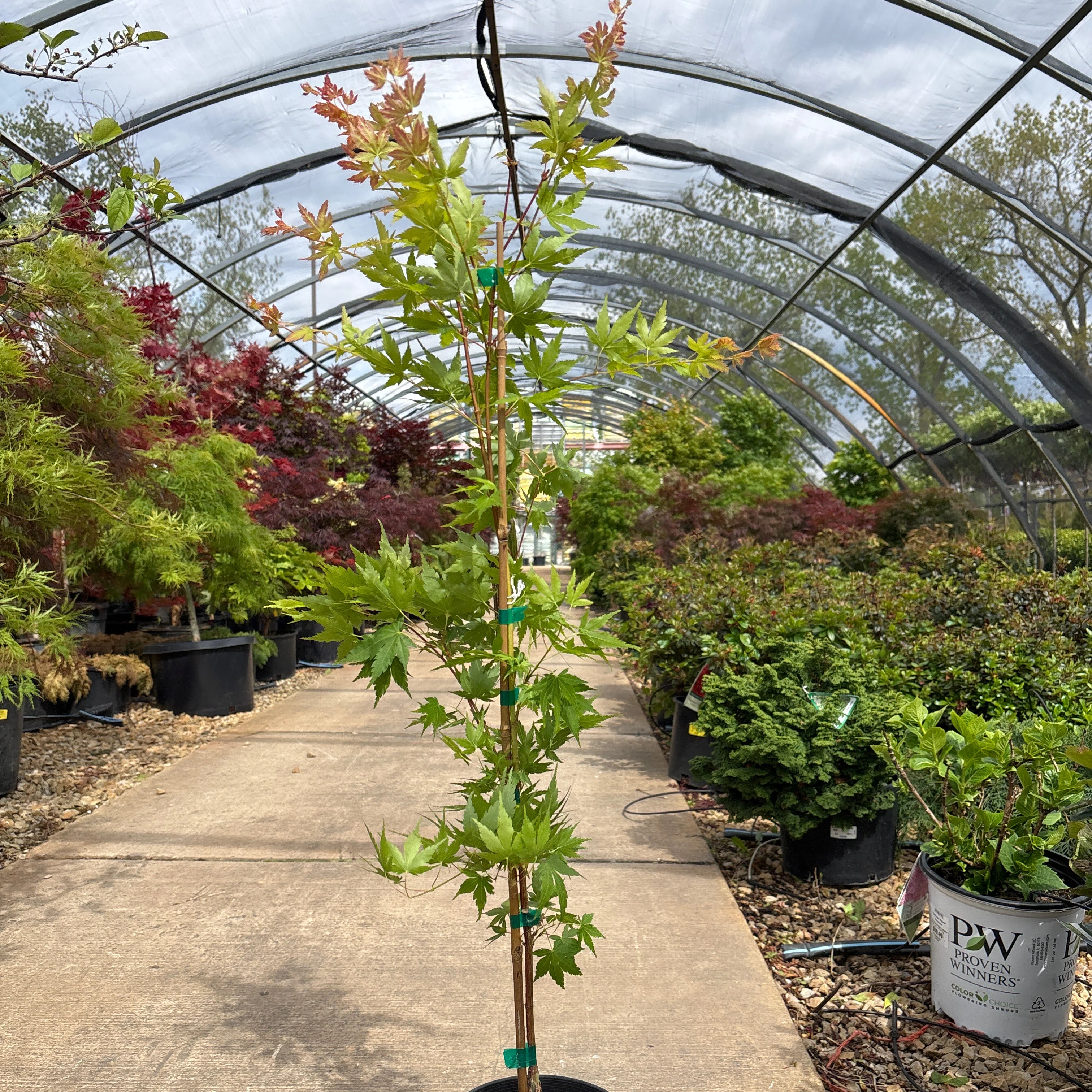 Sango Kaku Japanese Maple - Acer palmatum ‘Coral Bark’ - Potted Tree (Multiple Sizes) - Image 6