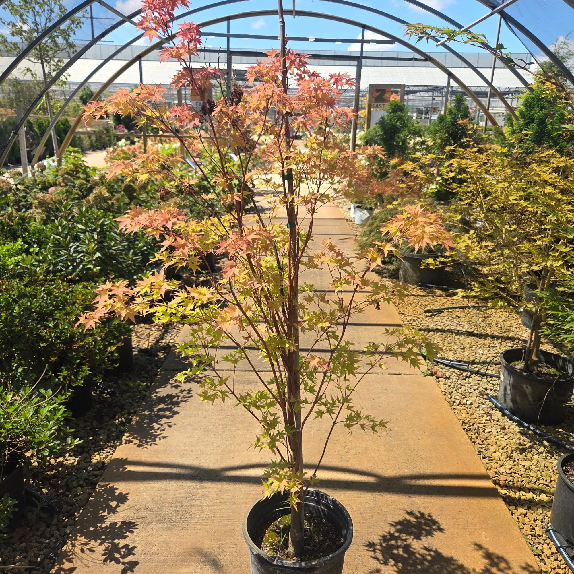 Sango Kaku Japanese Maple - Acer palmatum ‘Coral Bark’ - Potted Tree (Multiple Sizes) - Image 7