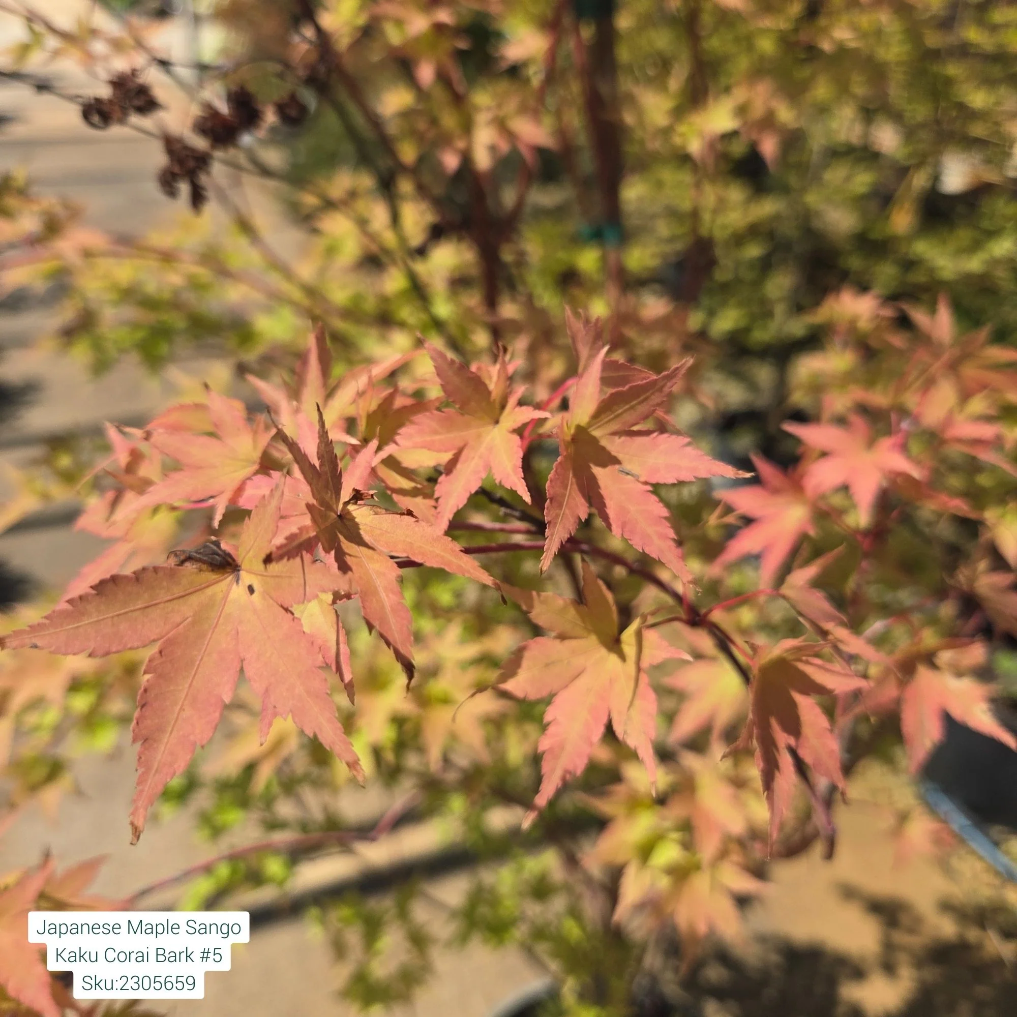 Sango Kaku Japanese Maple - Acer palmatum ‘Coral Bark’ - Potted Tree (Multiple Sizes) - Image 8