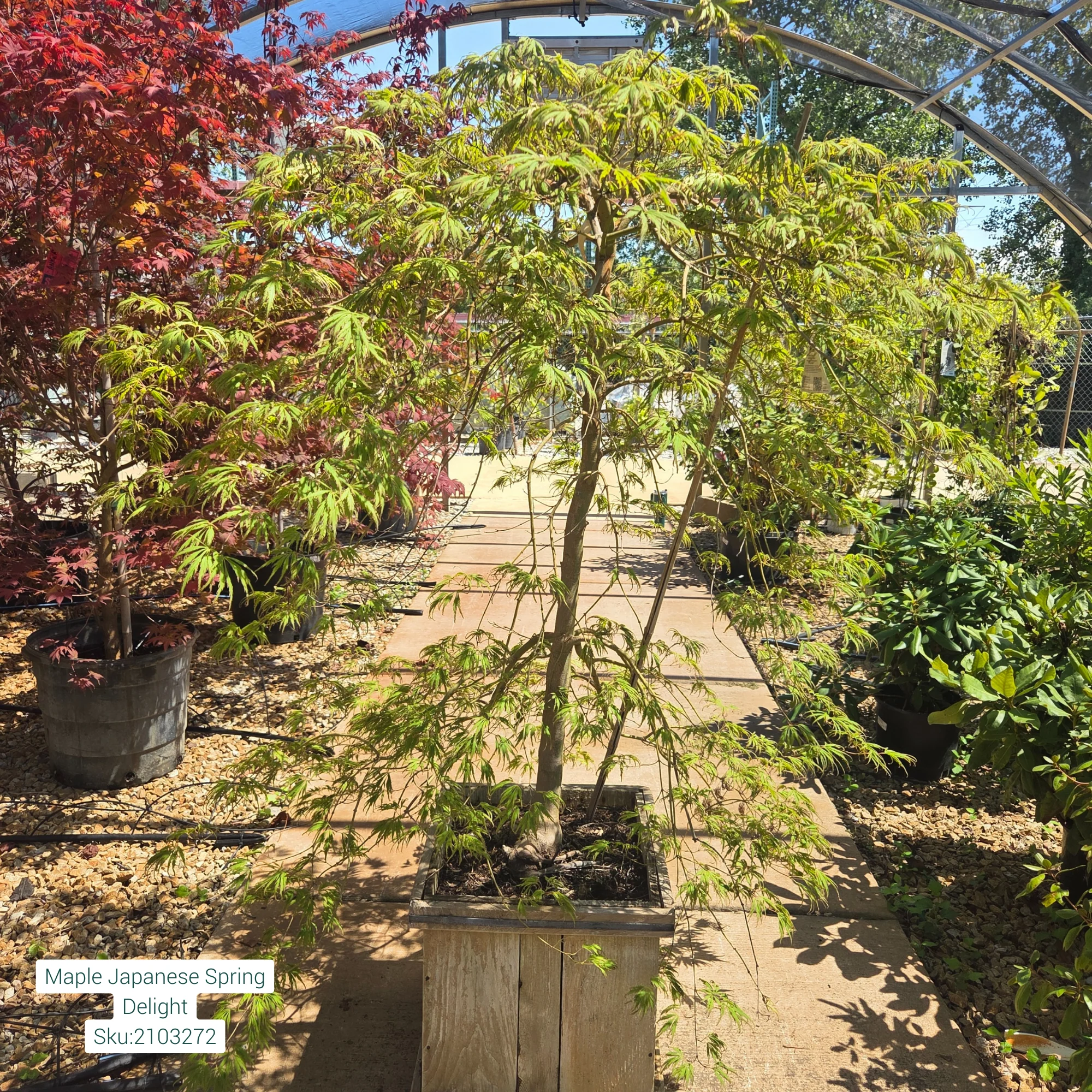Spring Delight Japanese Maple - Acer palmatum - 15 Gallon Boxed Tree