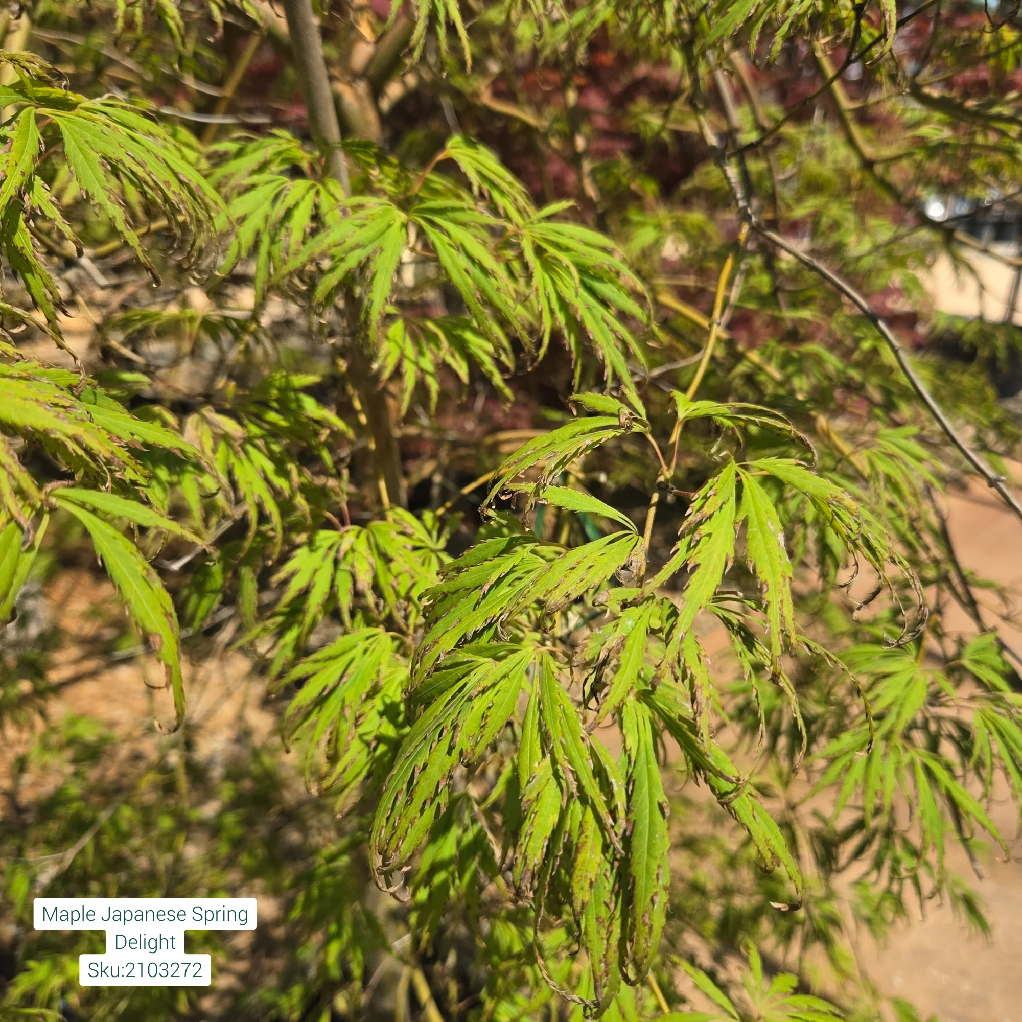 Spring Delight Japanese Maple - Acer palmatum - 15 Gallon Boxed Tree - Image 2