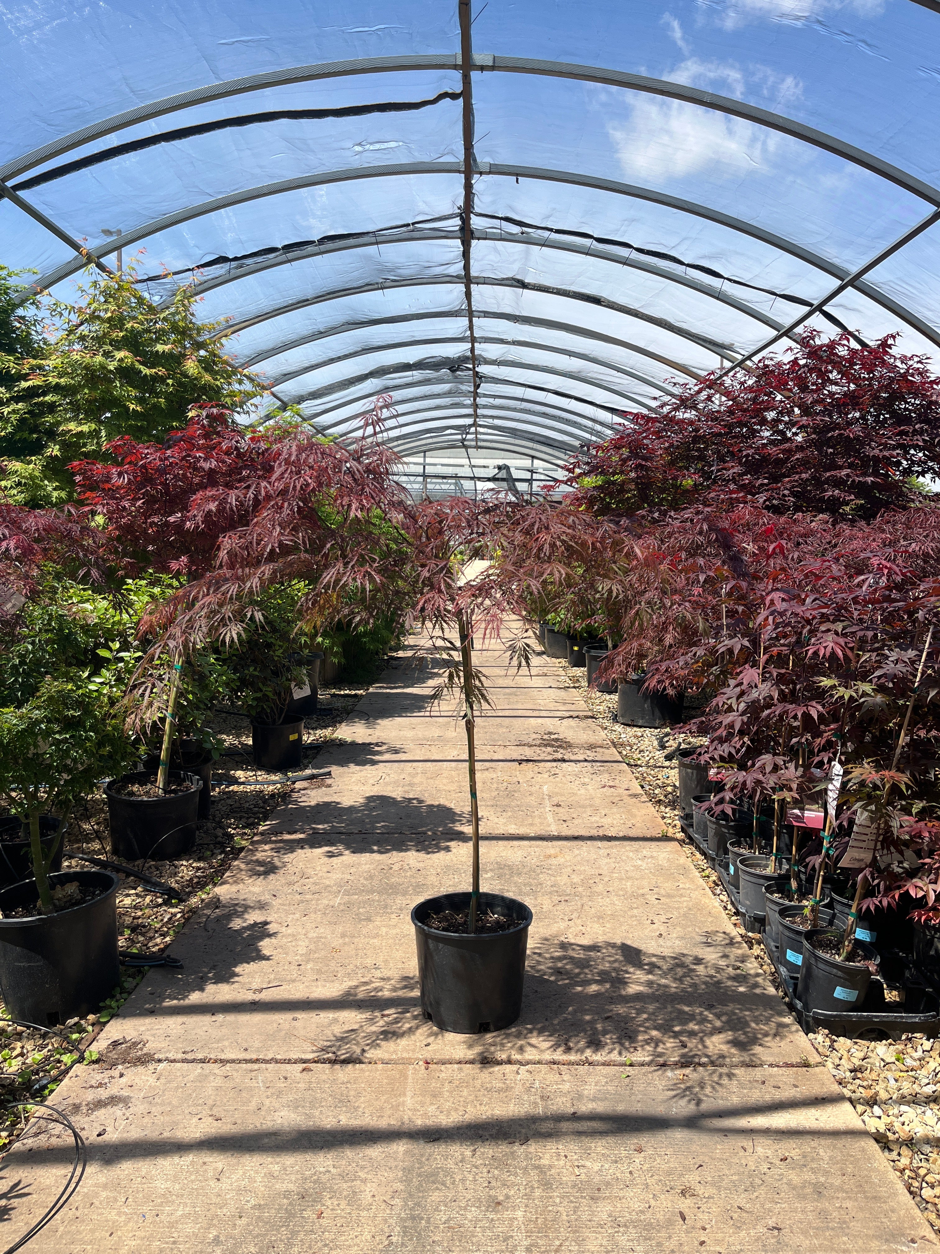Tamukeyama Japanese Maple - Acer palmatum - Potted Tree (Multiple Sizes) - Image 3