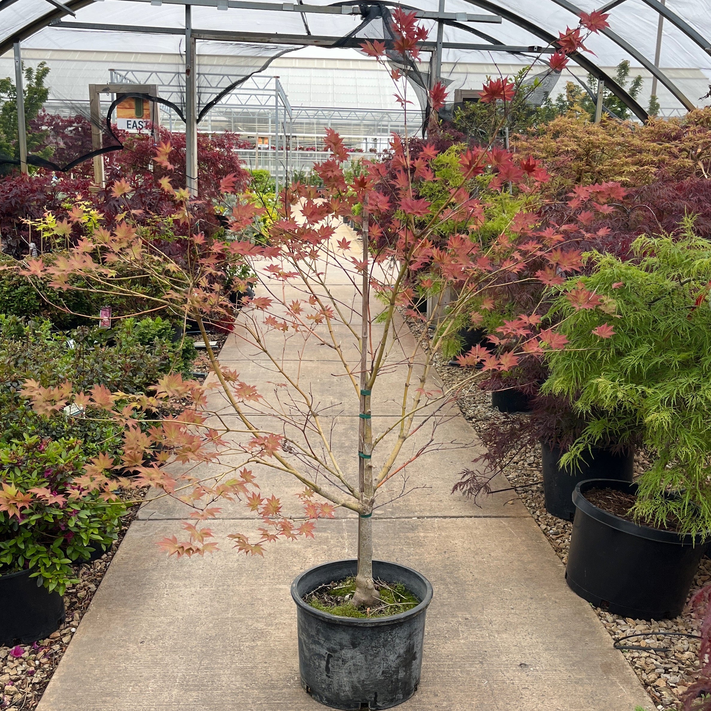 Tsukushi Gata Japanese Maple, - Acer palmatum - Potted Tree (Multiple Sizes)