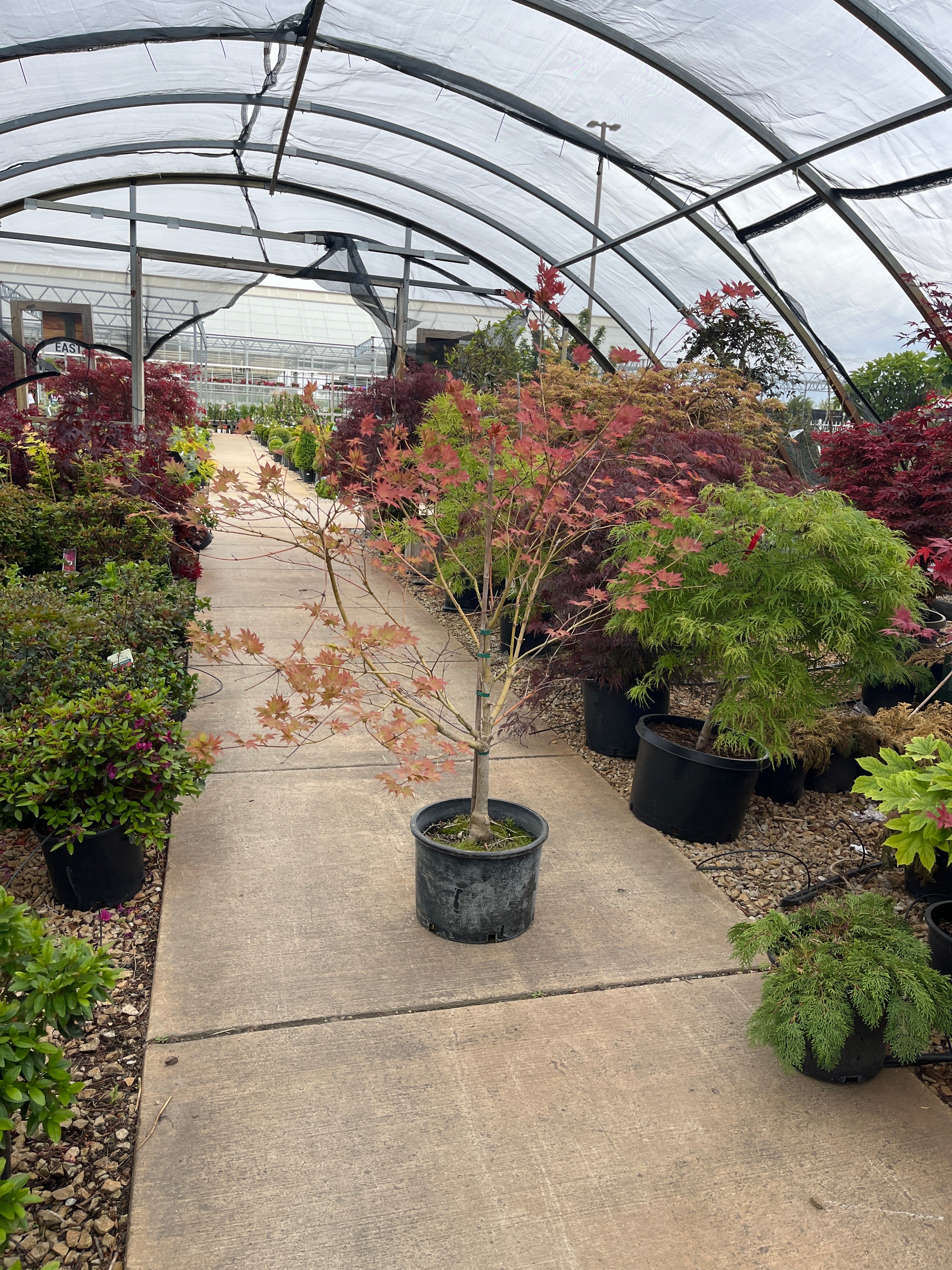 Tsukushi Gata Japanese Maple, - Acer palmatum - Potted Tree (Multiple Sizes) - Image 2