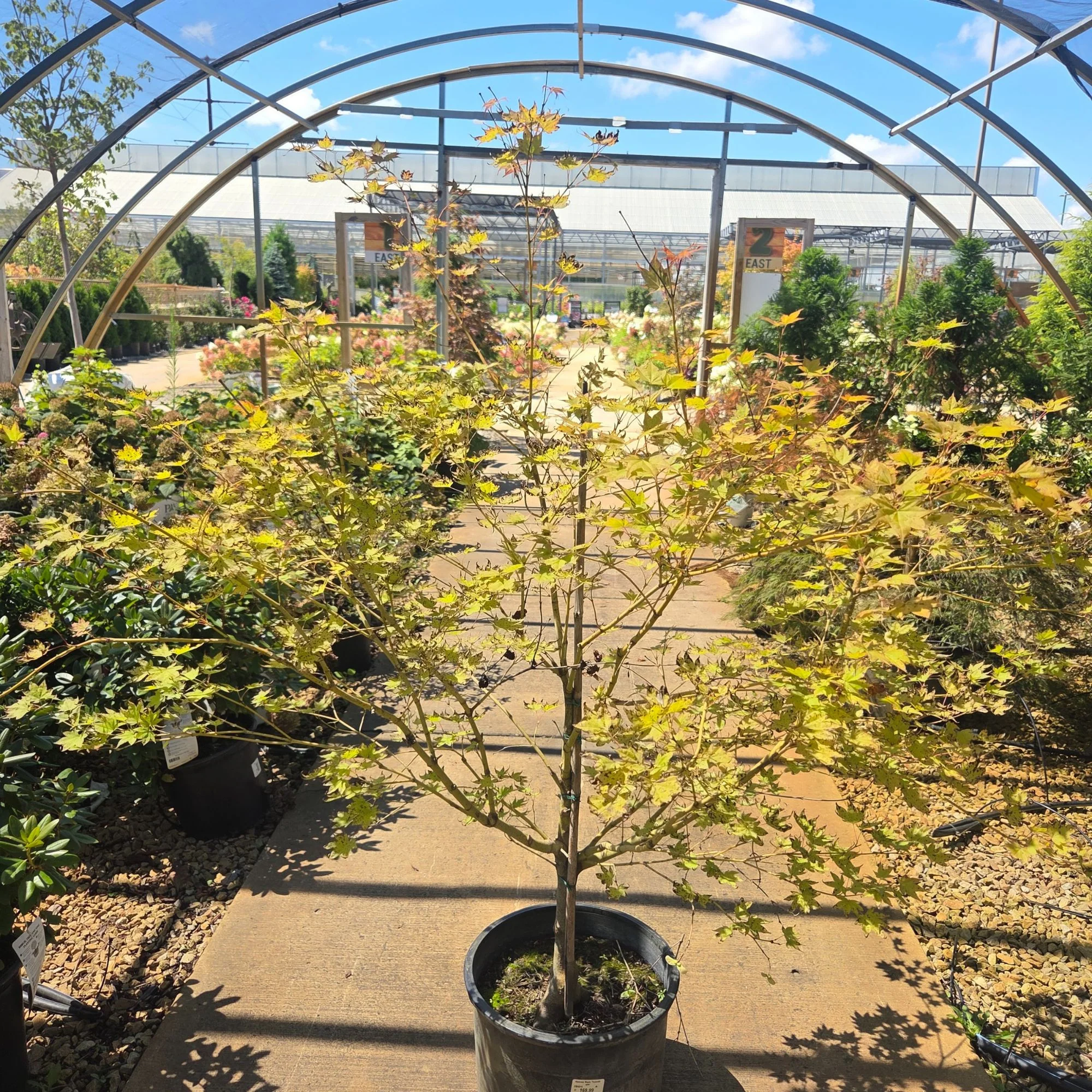 Tsukushi Gata Japanese Maple, - Acer palmatum - Potted Tree (Multiple Sizes) - Image 4