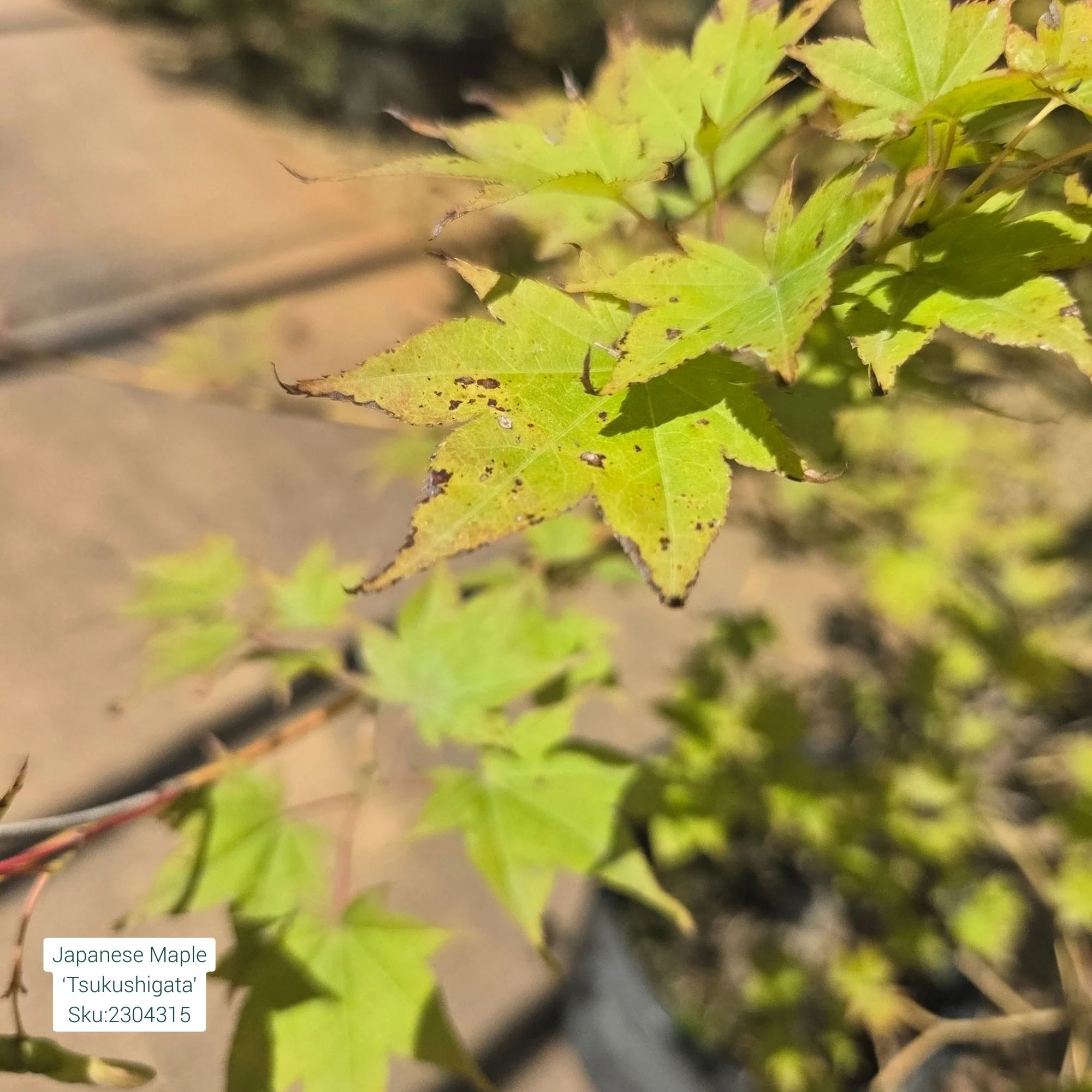 Tsukushi Gata Japanese Maple, - Acer palmatum - Potted Tree (Multiple Sizes) - Image 5