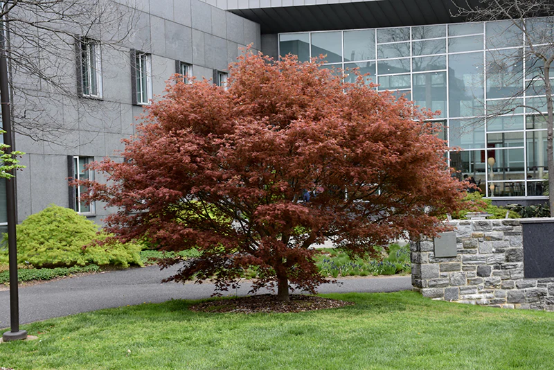 Tsukushi Gata Japanese Maple, - Acer palmatum - Potted Tree (Multiple Sizes) - Image 6