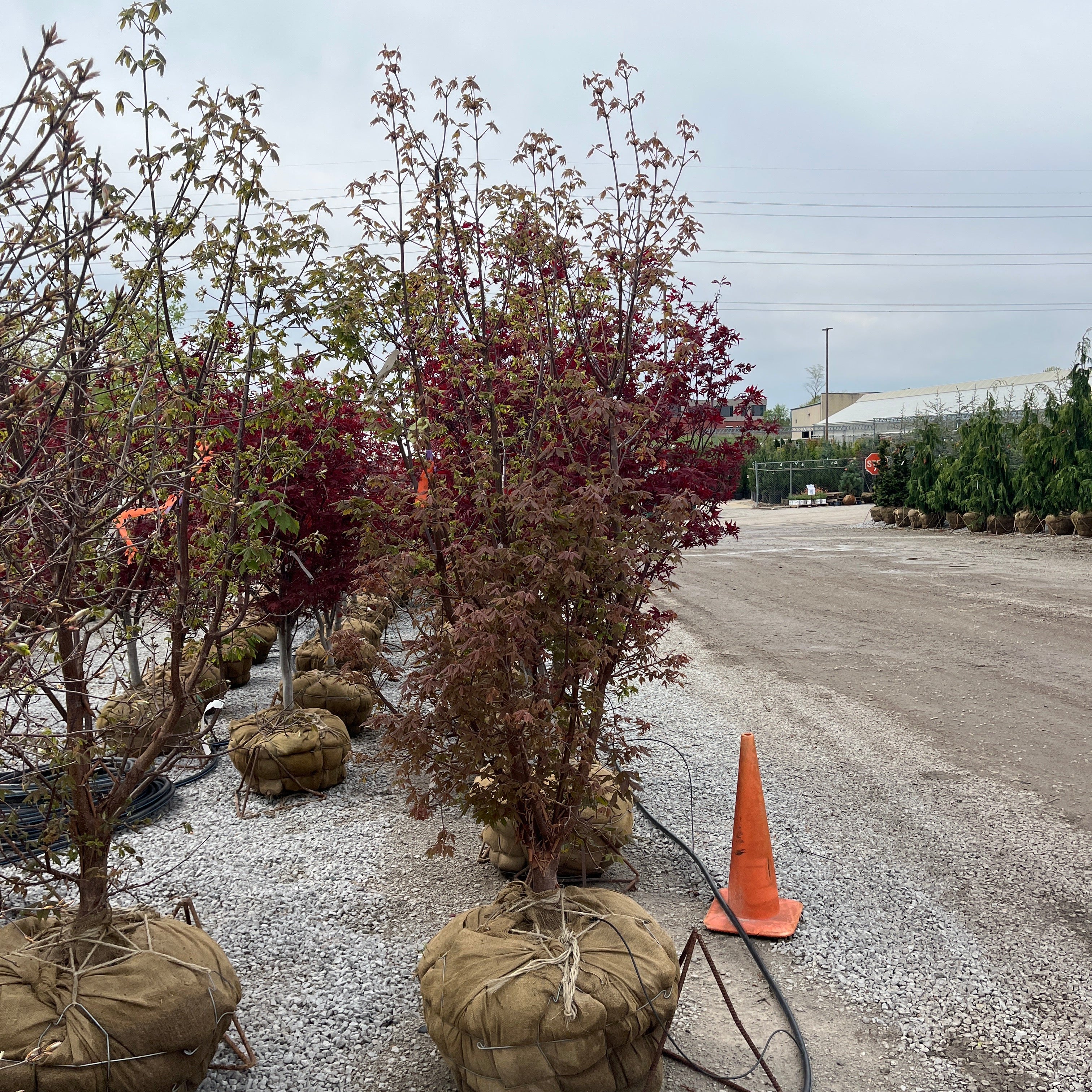 Clump Paperbark Maple - Acer griseum - Ball & Burlap Tree (Multiple Sizes)