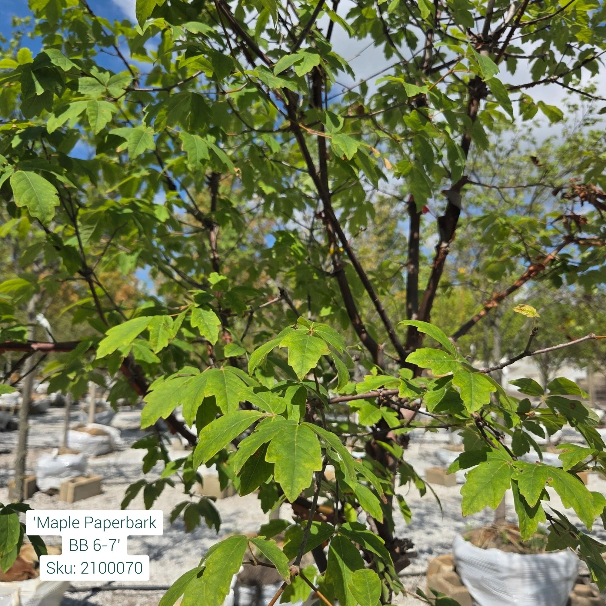 Clump Paperbark Maple - Acer griseum - Ball & Burlap Tree (Multiple Sizes) - Image 2