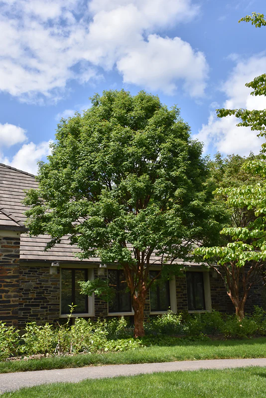 Clump Paperbark Maple - Acer griseum - Ball & Burlap Tree (Multiple Sizes) - Image 3
