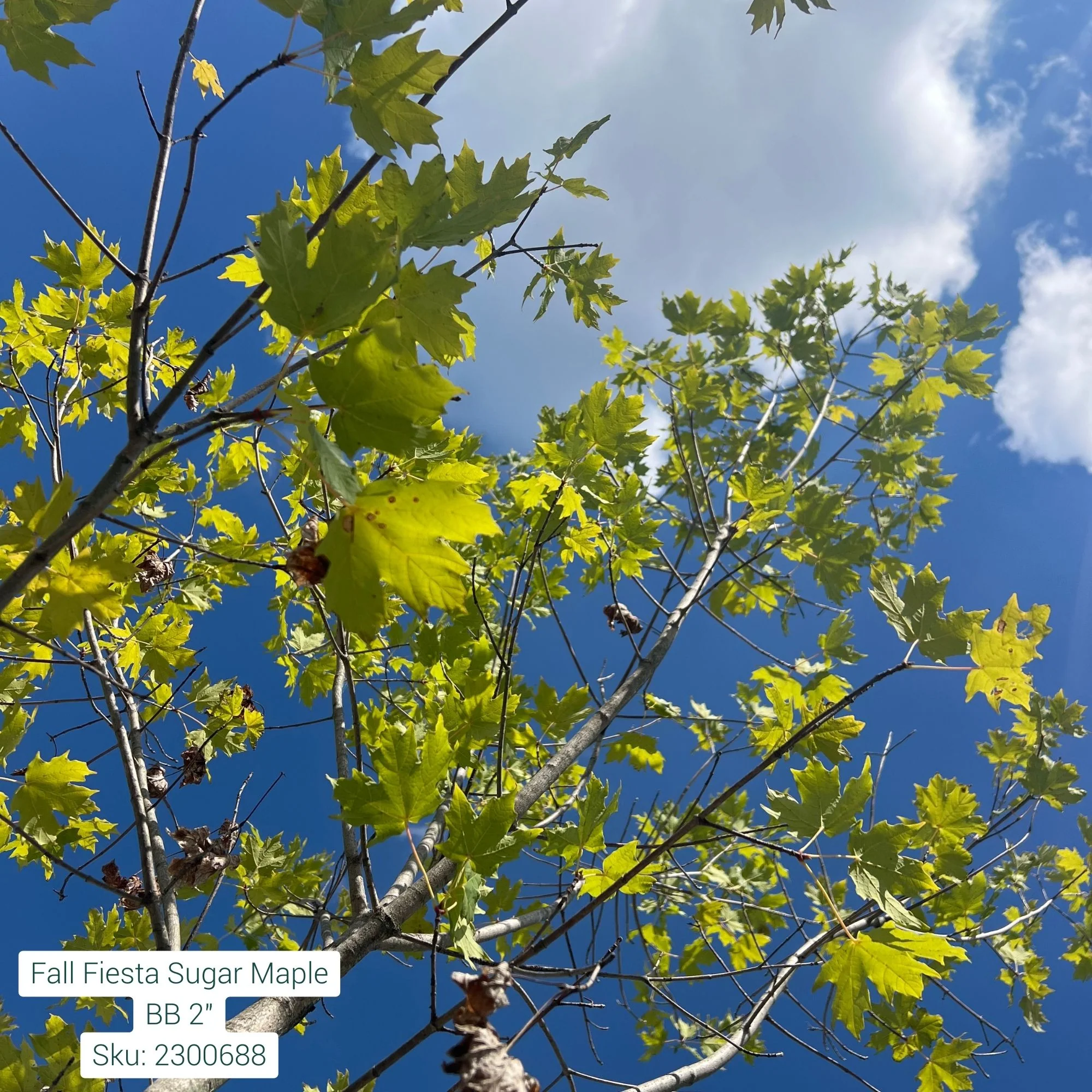 Sugar Maple - Acer saccharum - 2" Caliper Ball & Burlap Tree - Image 2