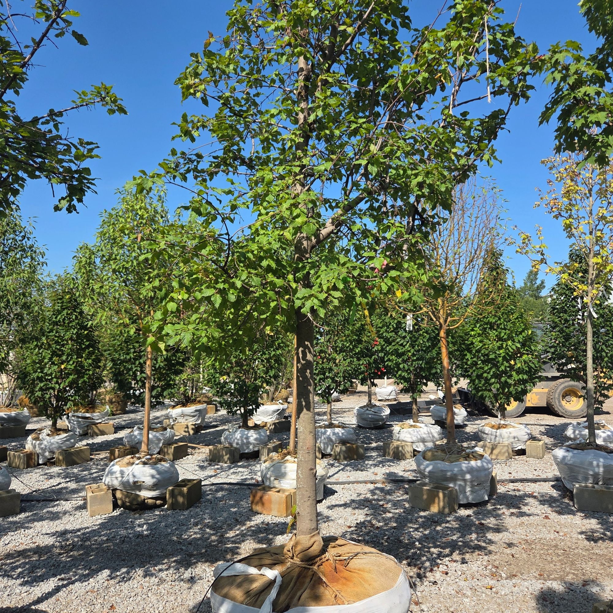 Hot Wings Tatarian Maple - Acer tataricum 'GarAnn' - 3" Caliper Ball & Burlap Tree