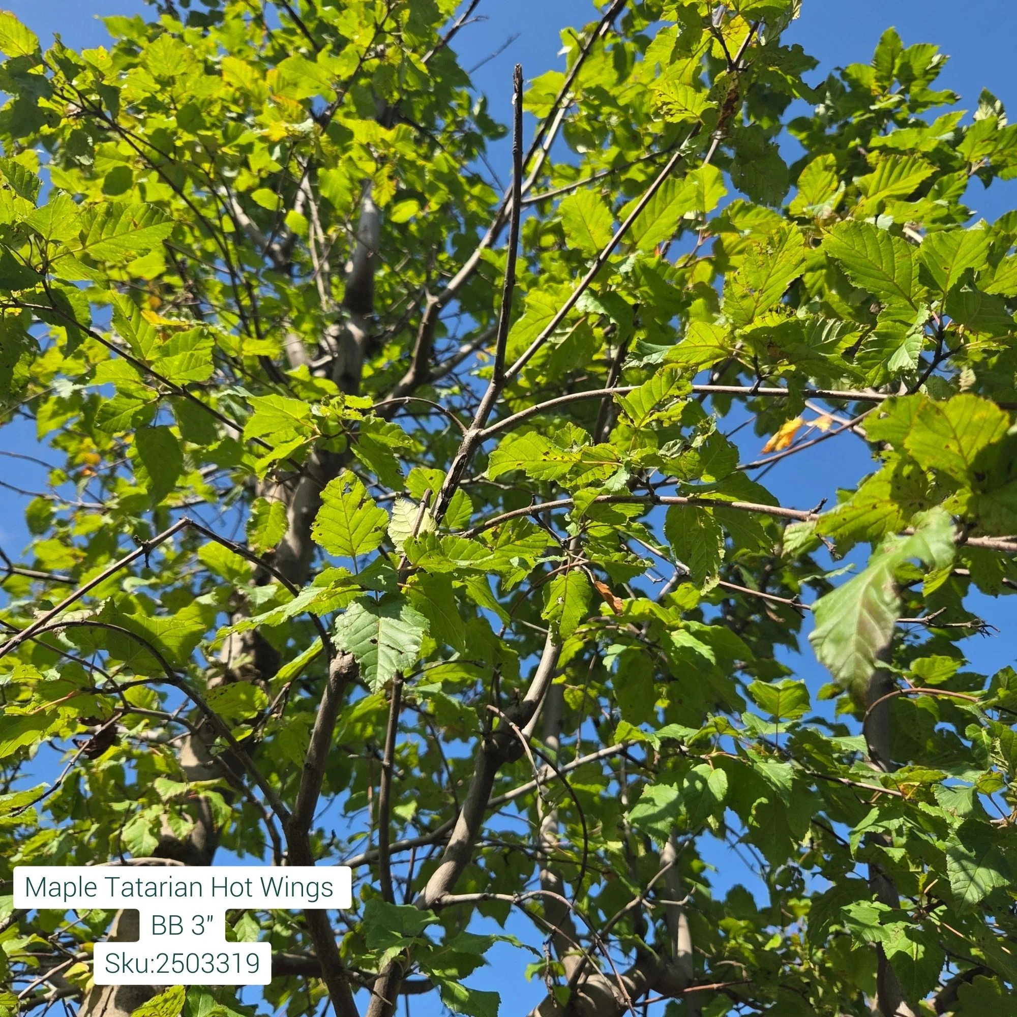 Hot Wings Tatarian Maple - Acer tataricum 'GarAnn' - 3" Caliper Ball & Burlap Tree - Image 2