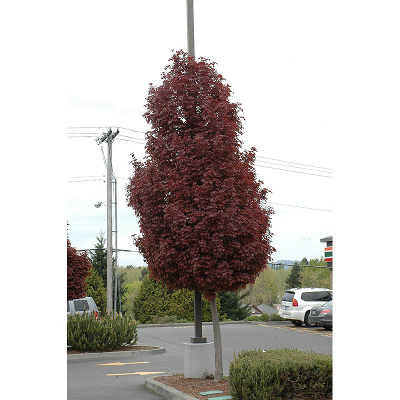 Crimson Sentry Maple - Acer platanoides - Ball and Burlap Tree (Multiple Sizes) - Image 2