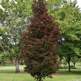 Crimson Sentry Maple - Acer platanoides - Ball and Burlap Tree (Multiple Sizes) - Image 4