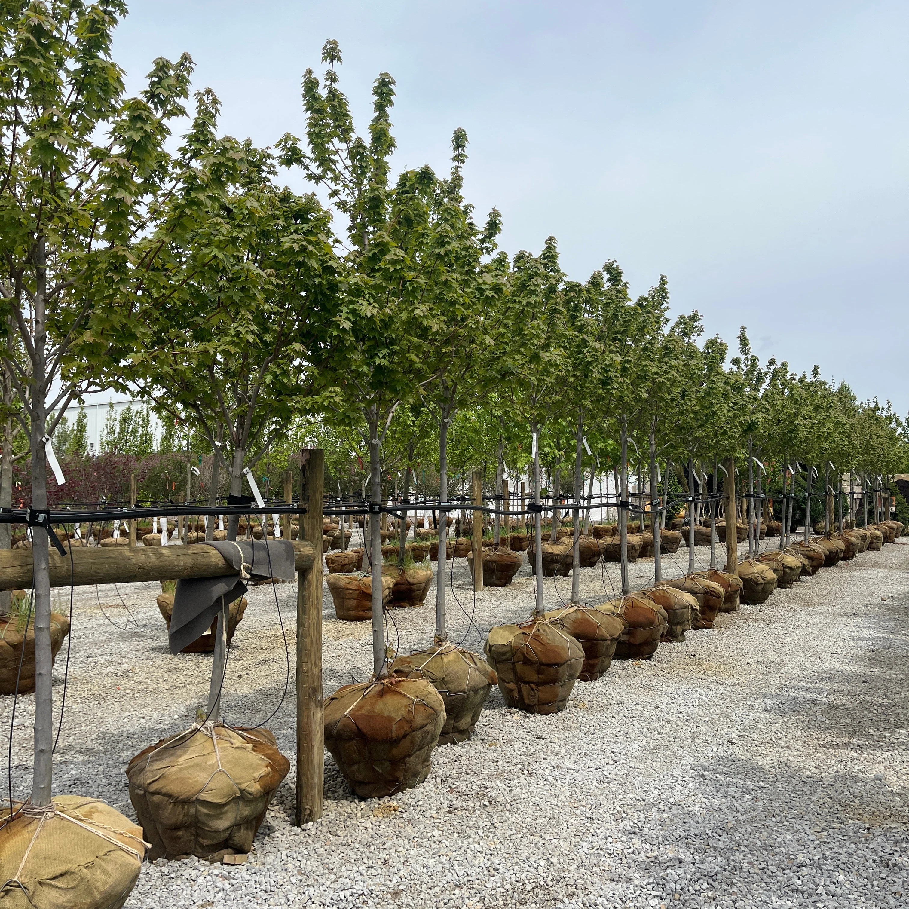Redpointe® Red Maple - Acer rubrum 'Frank Jr.' - Ball and Burlap Tree (Multiple Sizes)