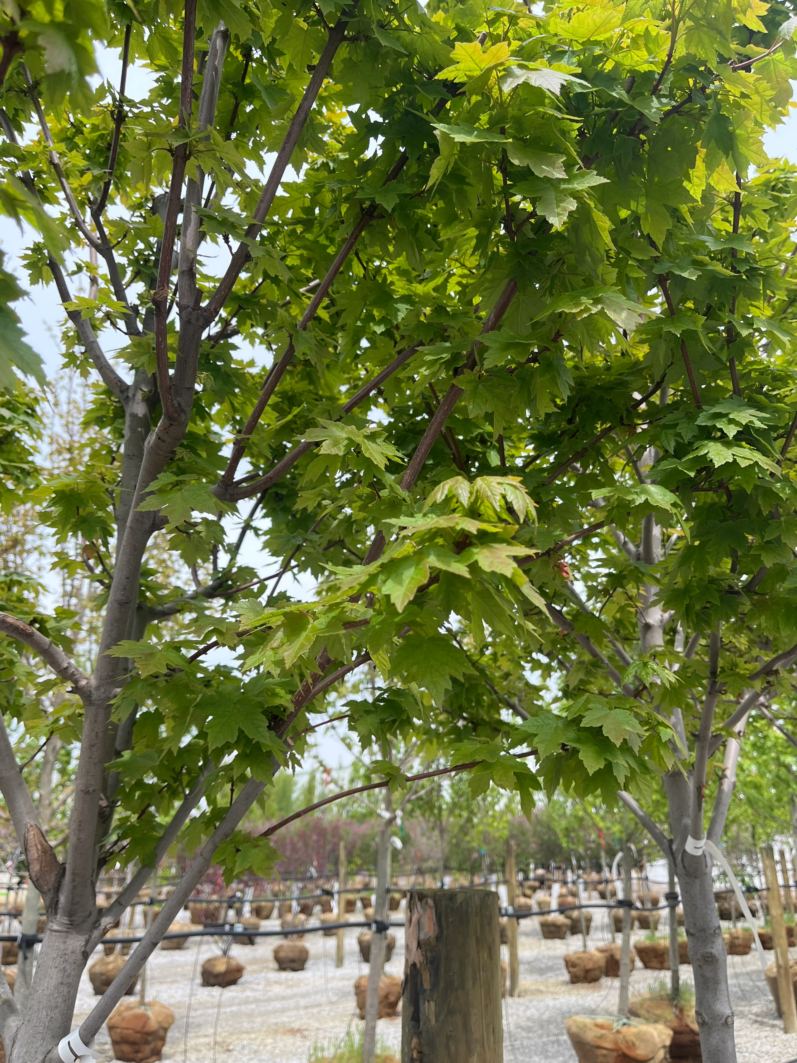 Redpointe® Red Maple - Acer rubrum 'Frank Jr.' - Ball and Burlap Tree (Multiple Sizes) - Image 2