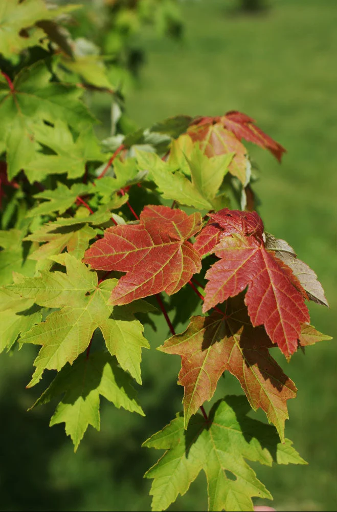 Redpointe® Red Maple - Acer rubrum 'Frank Jr.' - Ball and Burlap Tree (Multiple Sizes) - Image 3