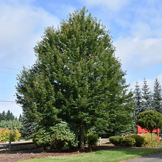 Redpointe® Red Maple - Acer rubrum 'Frank Jr.' - Ball and Burlap Tree (Multiple Sizes) - Image 4
