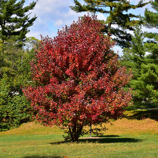 Redpointe® Red Maple - Acer rubrum 'Frank Jr.' - Ball and Burlap Tree (Multiple Sizes) - Image 5
