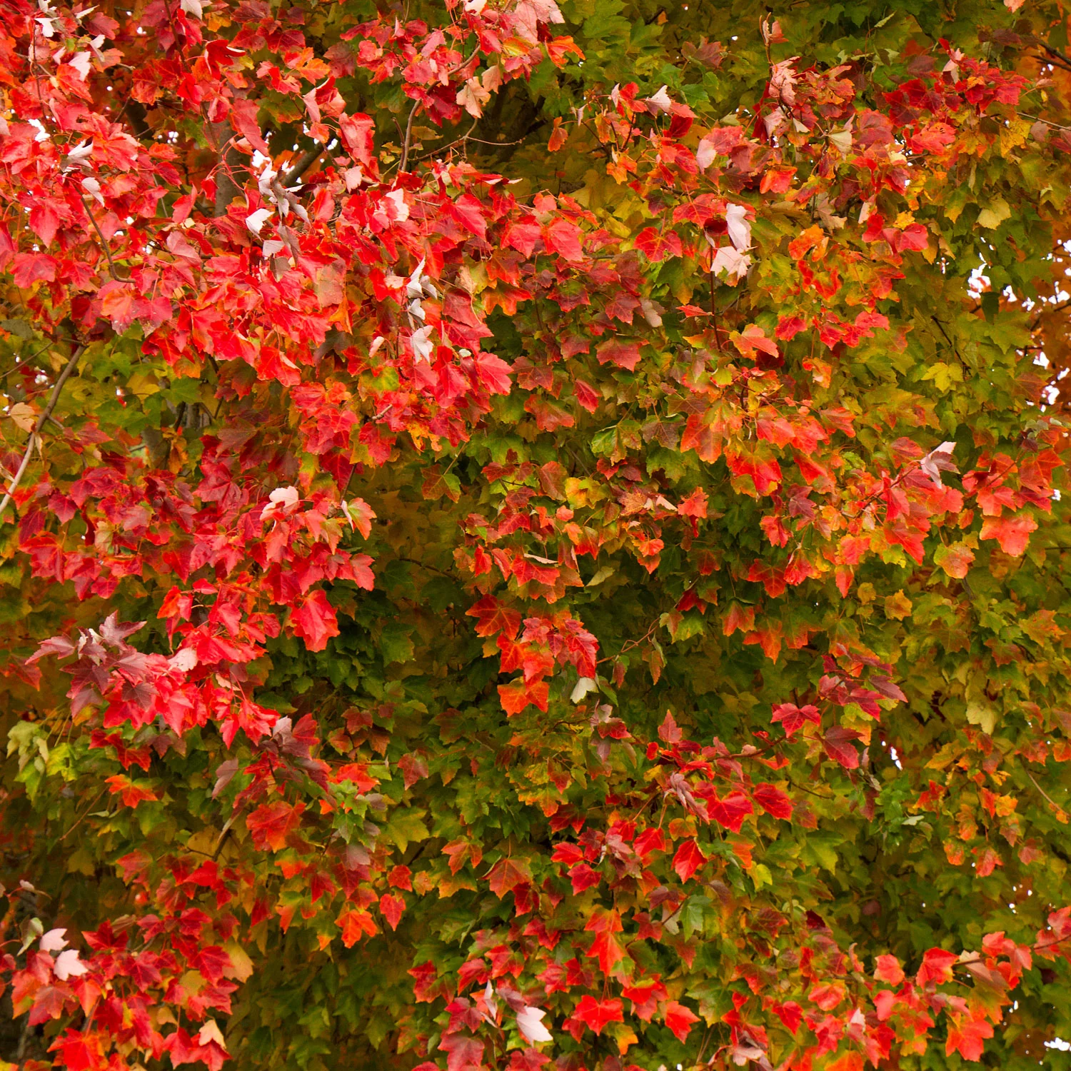 Maple Tree, Red Sunset, 20 Gallon - Image 4