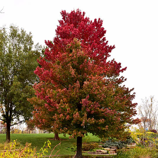 Red Sunset® Red Maple - Acer rubrum 'Franksred' - Ball & Burlap Tree (Multiple Sizes)