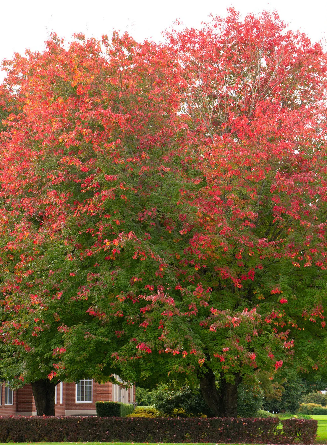 Red Sunset® Red Maple - Acer rubrum 'Franksred' - Ball & Burlap Tree (Multiple Sizes) - Image 2