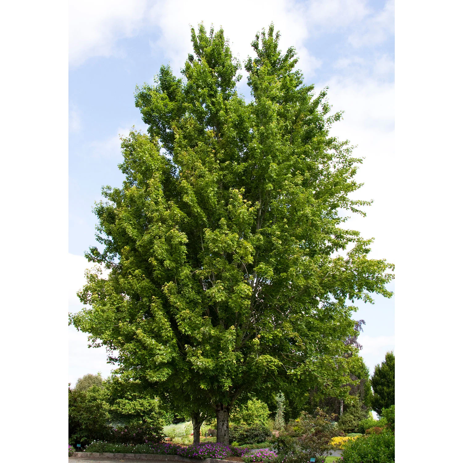 Red Sunset® Red Maple - Acer rubrum 'Franksred' - Ball & Burlap Tree (Multiple Sizes) - Image 3