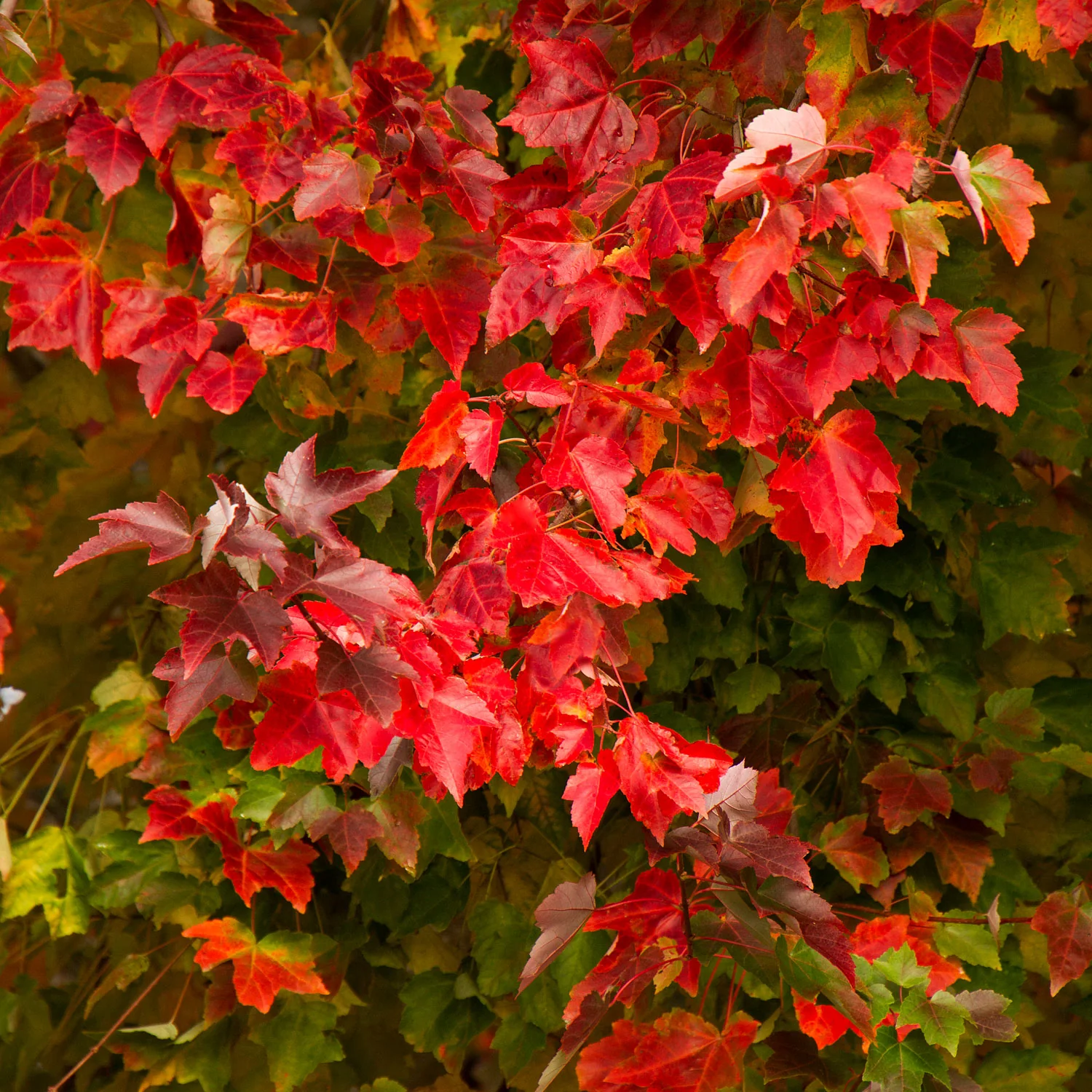 Red Sunset® Red Maple - Acer rubrum 'Franksred' - Ball & Burlap Tree (Multiple Sizes) - Image 4