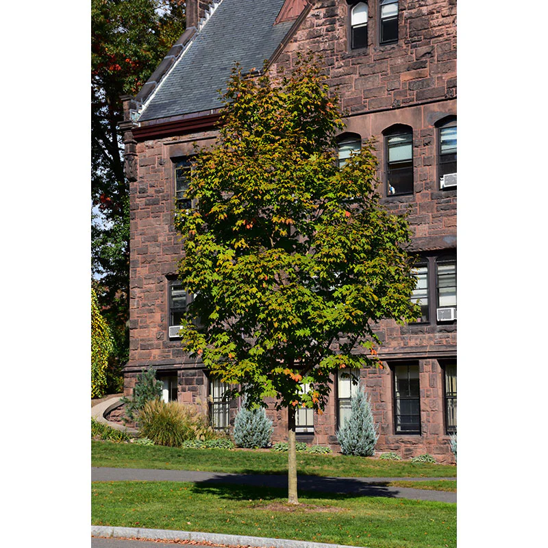 Green Mountain Sugar Maple - Acer saccharum 'Green Mountain' - 2" Caliper Ball and Burlap Tree - Image 3