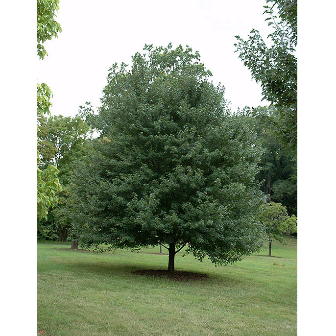 State Street Miyabe Maple - Acer miyabei - 2" Caliper Ball & Burlap Tree - Image 2