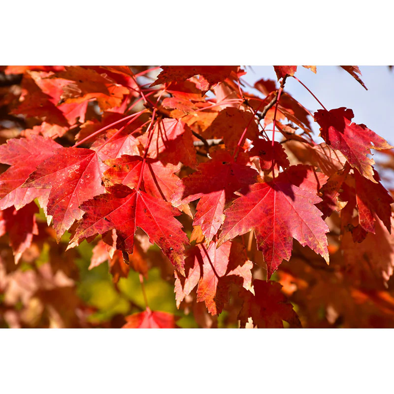 State Street Miyabe Maple - Acer miyabei - 2" Caliper Ball & Burlap Tree - Image 3