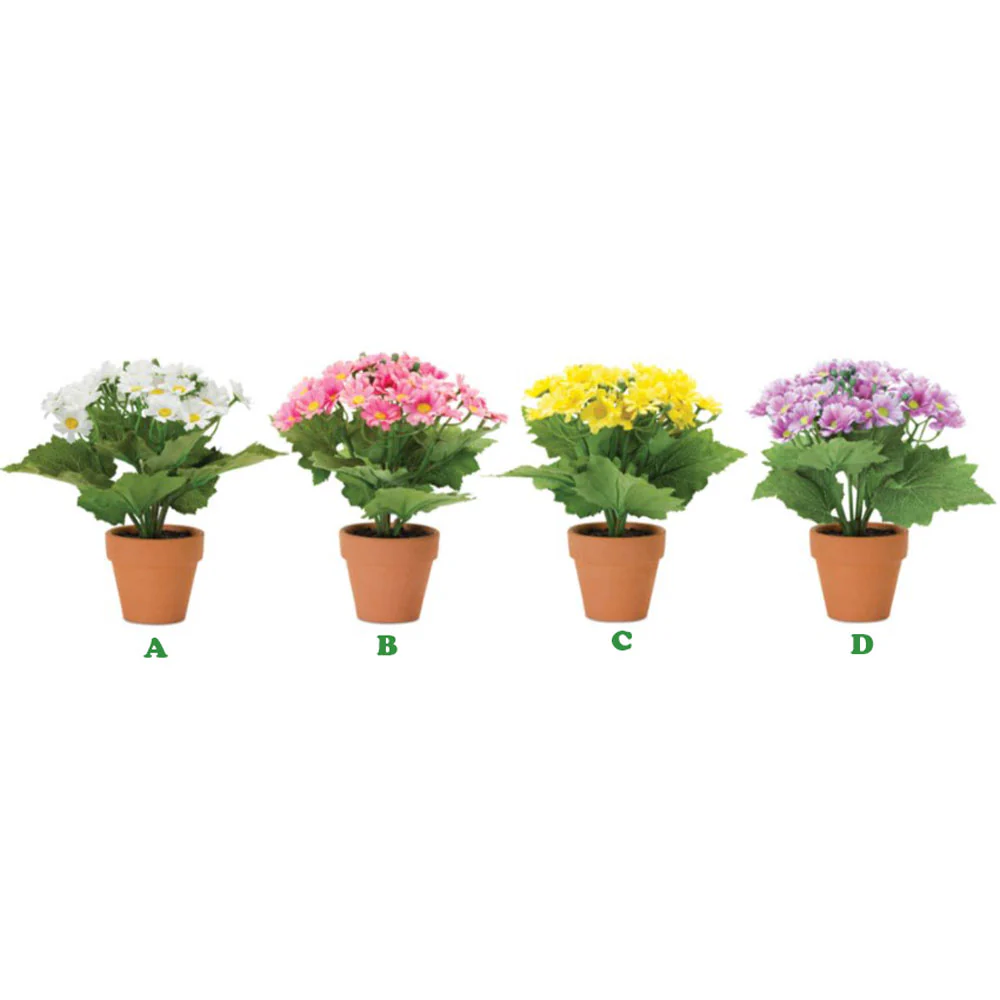 Melrose, Cosmos Bush Potted, 8.5", Assorted and Sold Individually