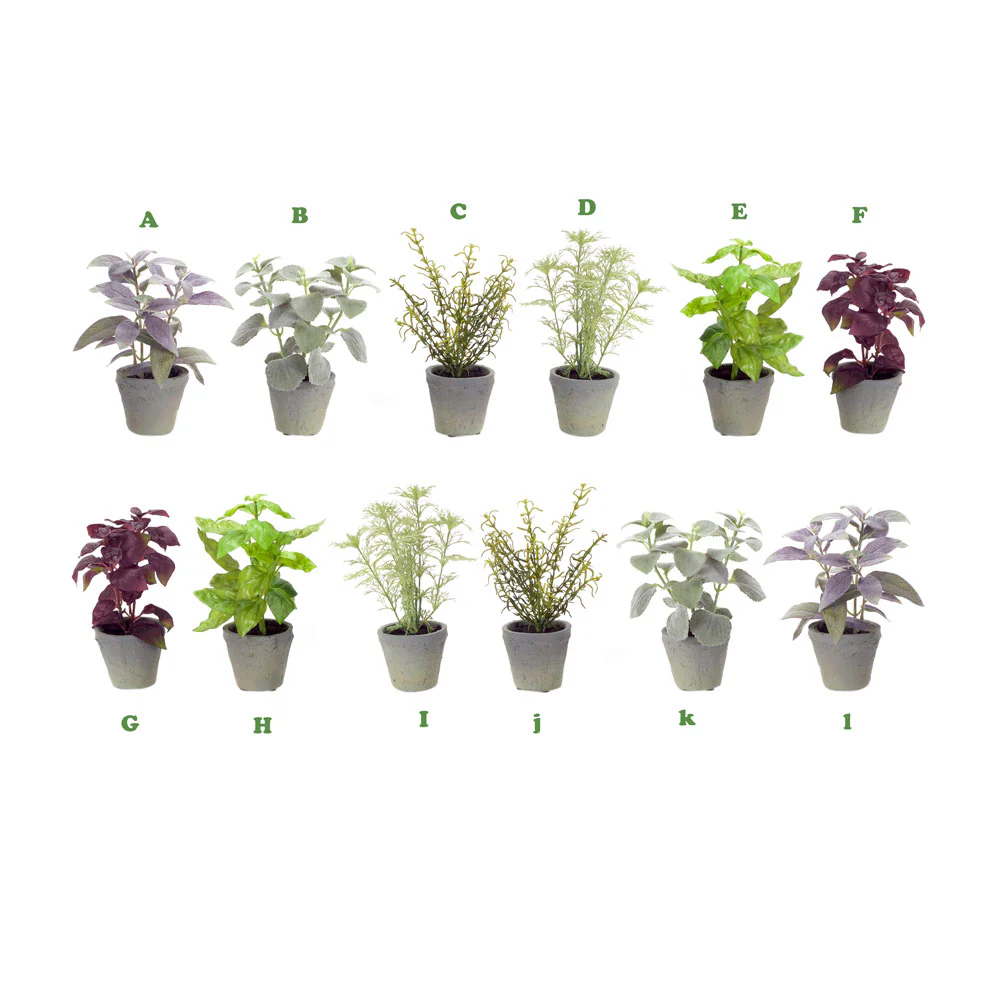Melrose International, Potted Herb, Assorted & Sold Separately