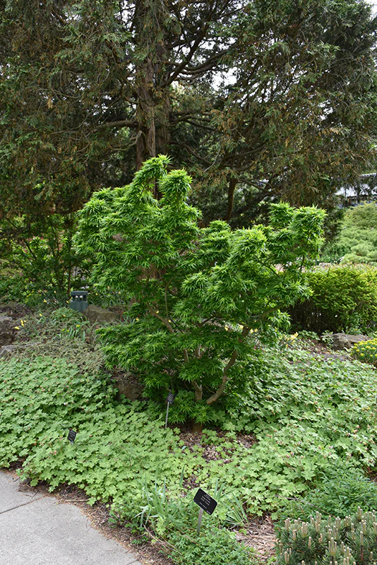 Mikawa Yatsubusa Japanese Maple - Acer palmatum - 24-30" Ball & Burlap Tree - Image 2