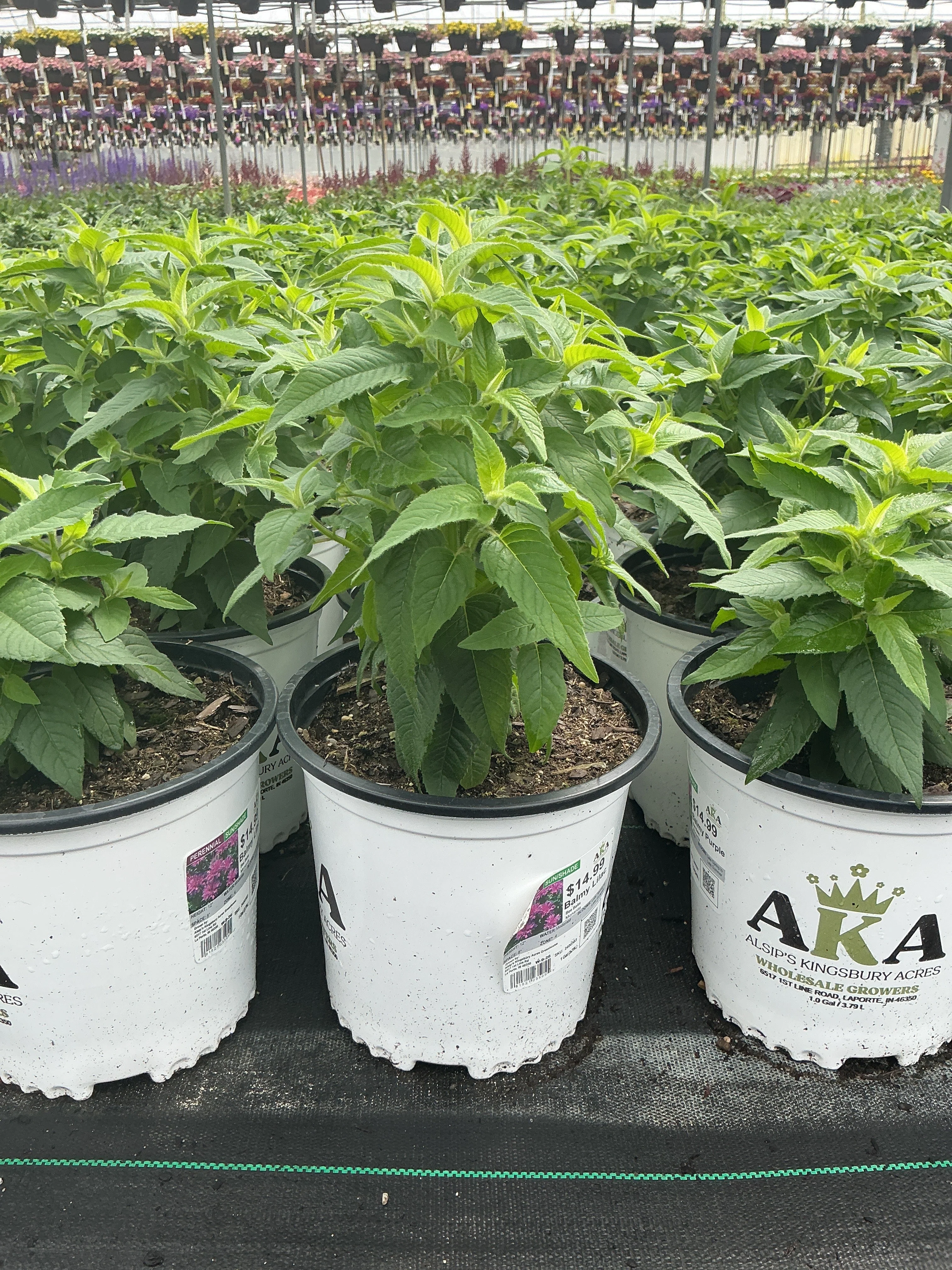 Monarda Bee Balm Balmy Lilac - 8" Potted Perennial - Image 2