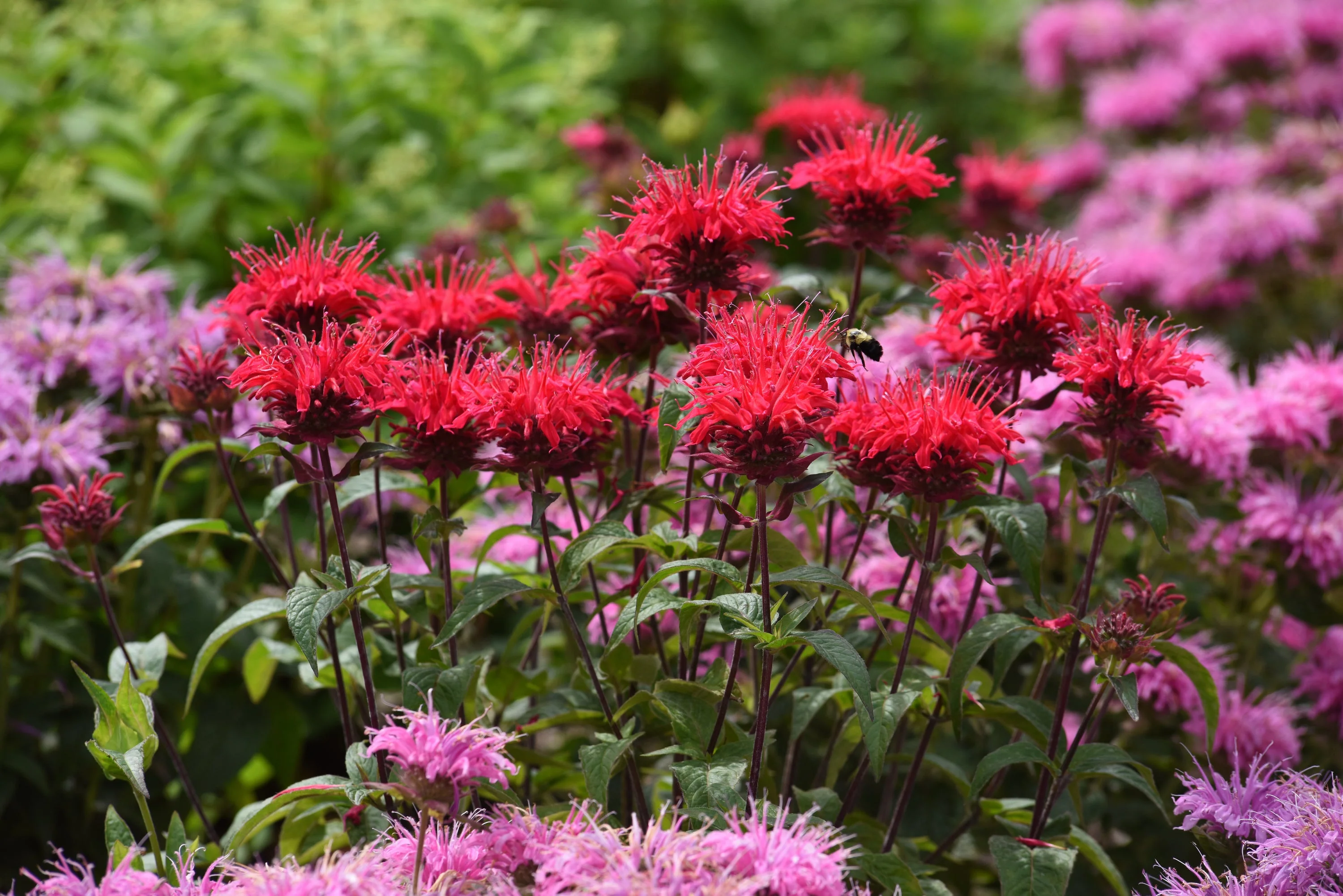 Monarda Bee Balm Bee-Mine Red - 8" Potted Perennial - Image 2
