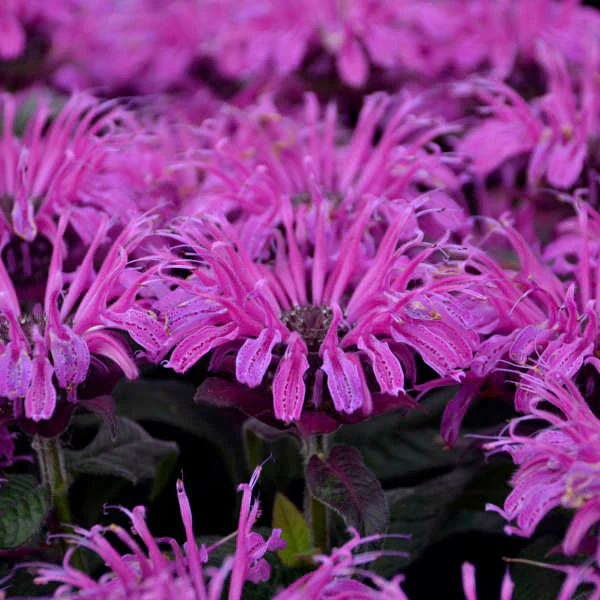 Monarda Bee Balm Leading Lady Plum - 8" Potted Perennial