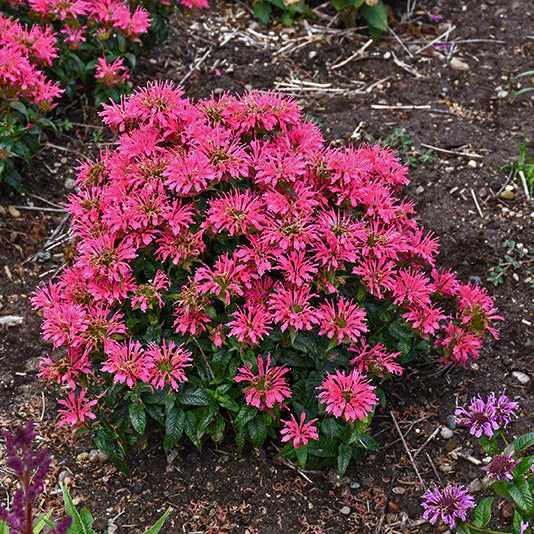 Monarda Bee Balm Pardon My Cerise - 8" Potted Perennial