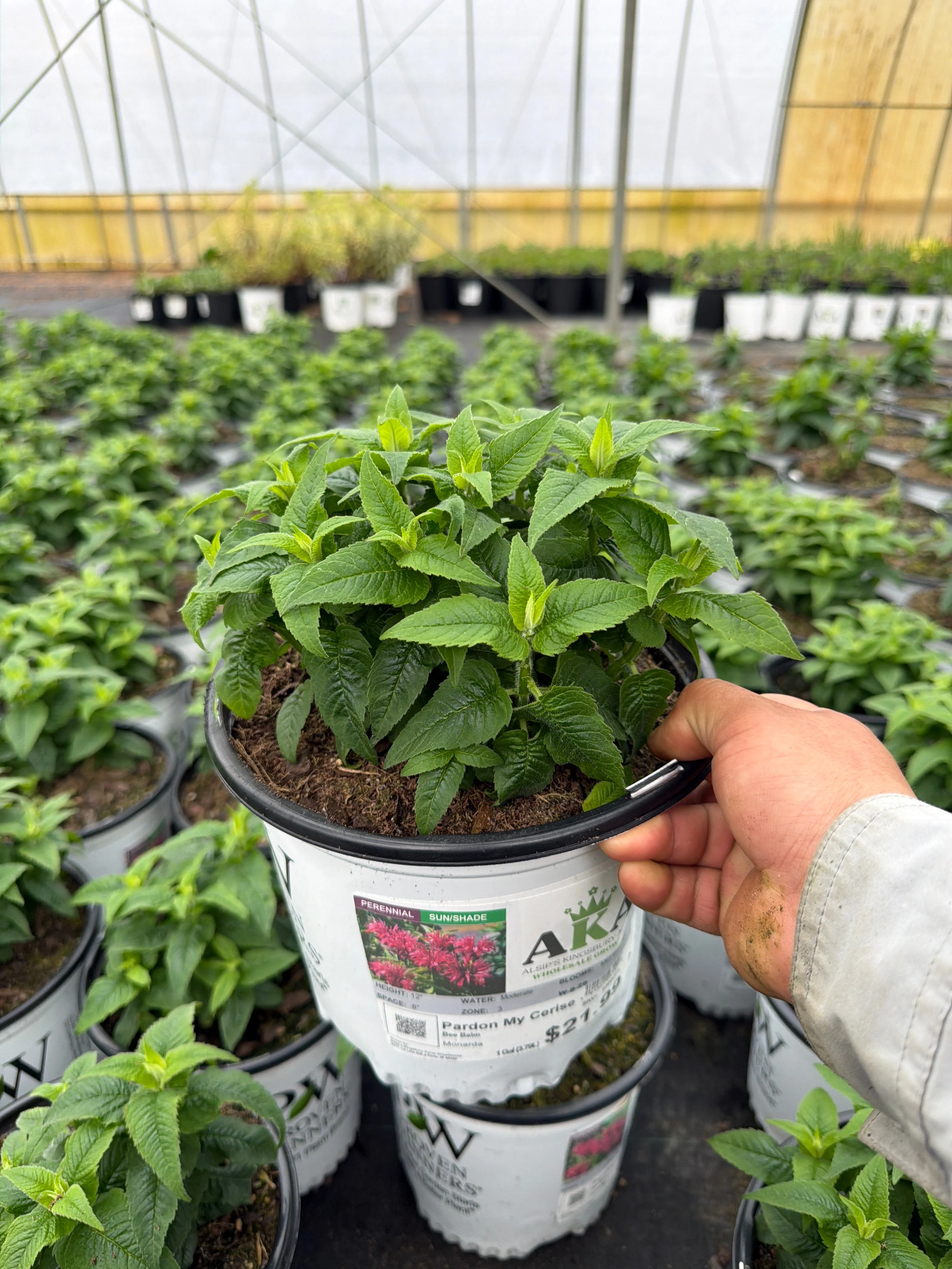 Monarda Bee Balm Pardon My Cerise - 8" Potted Perennial - Image 3