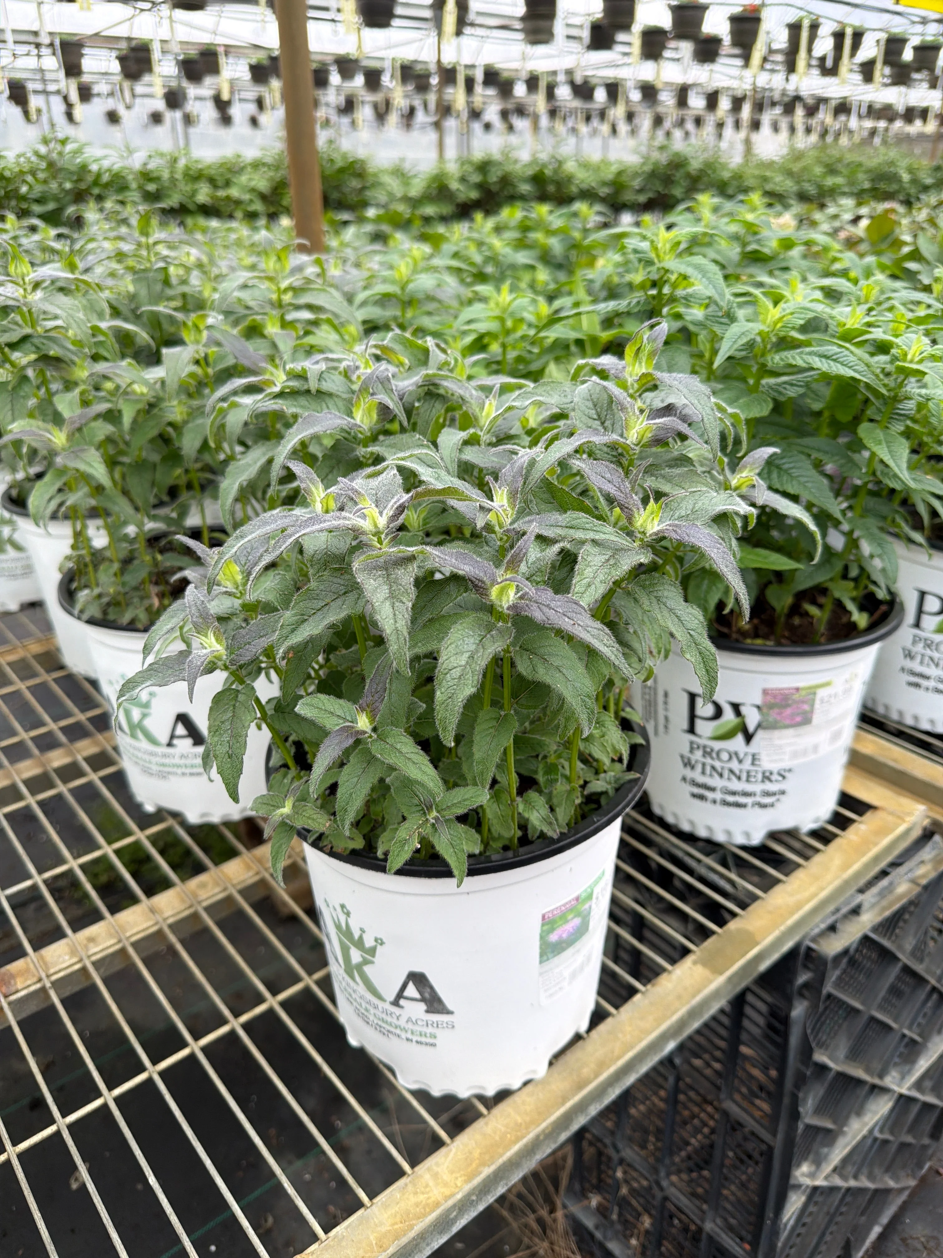 Monarda Bee Balm Sugar Buzz Blue Moon - 8" Potted Perennial - Image 3