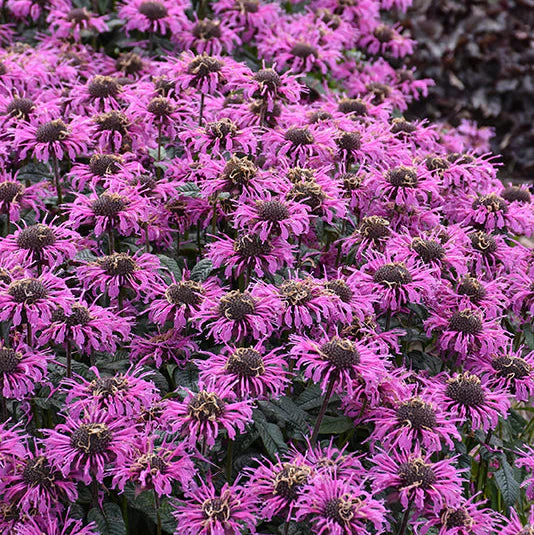 Monarda Bee Balm Upscale Lavender Taffeta - 8" Potted Perennial