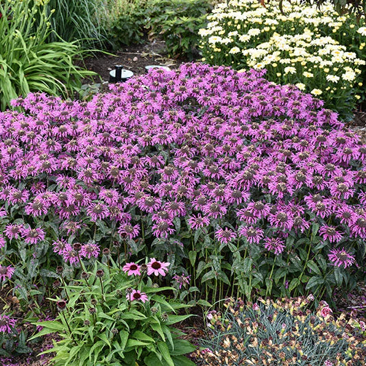 Monarda Bee Balm Upscale Lavender Taffeta - 8" Potted Perennial - Image 2